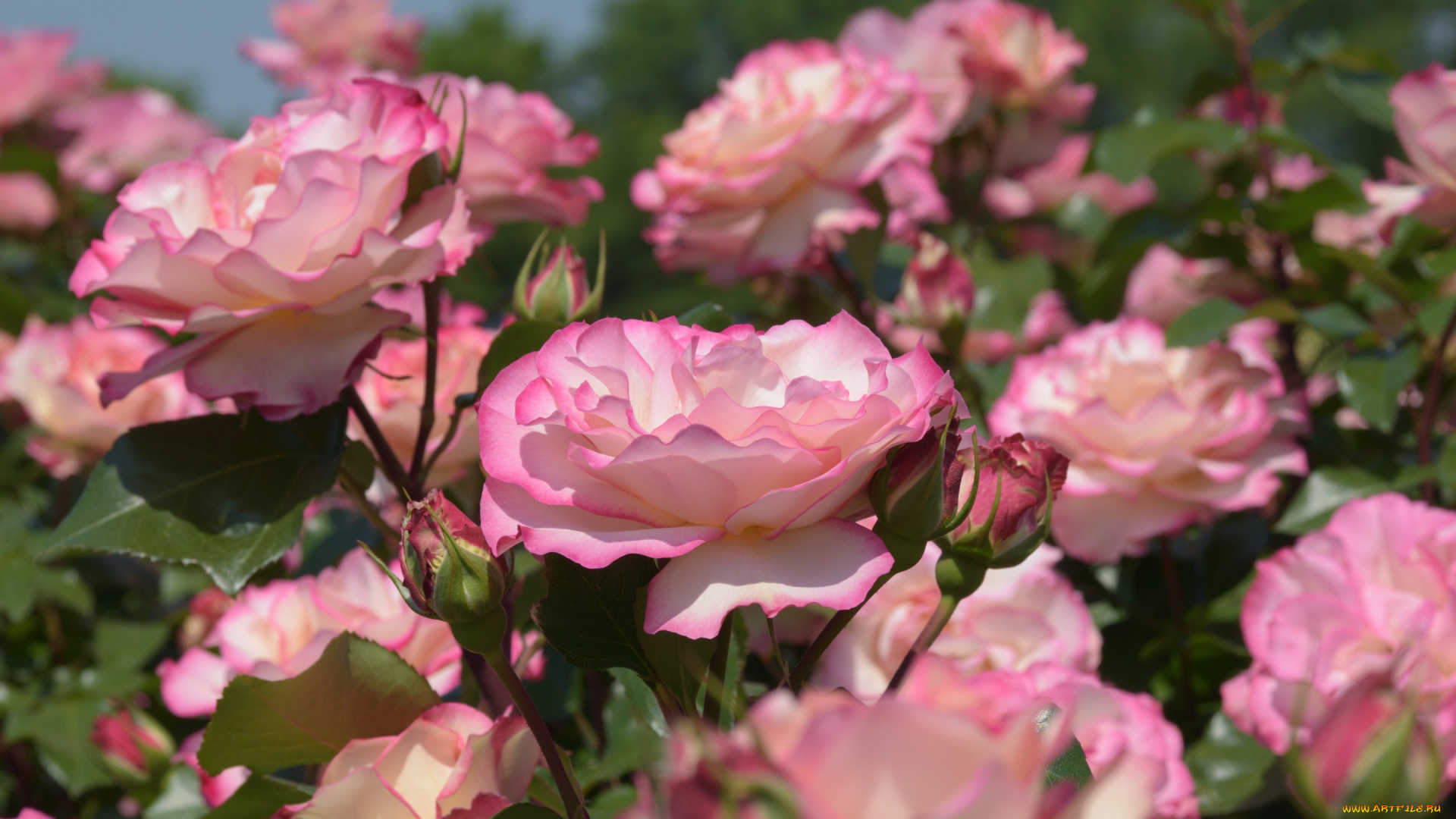 цветы, розы, бутоны, розовый, куст