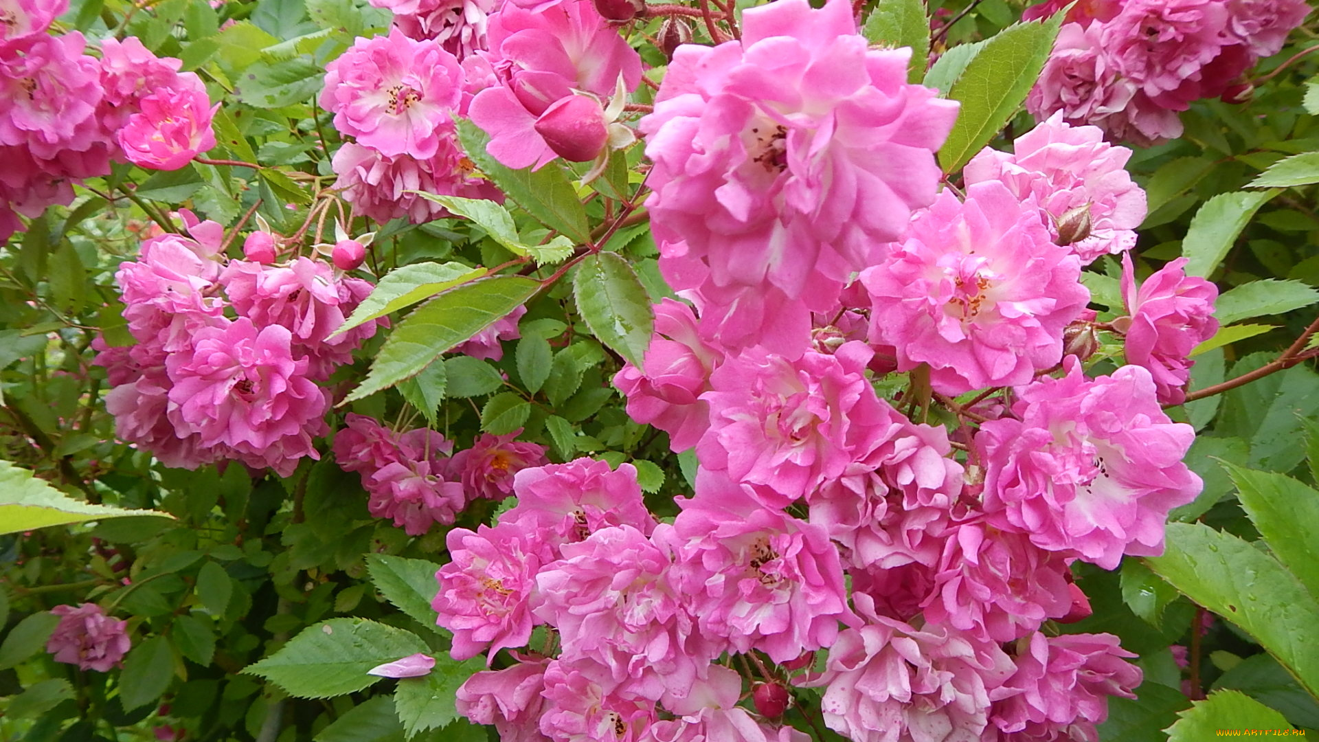 цветы, розы, фон