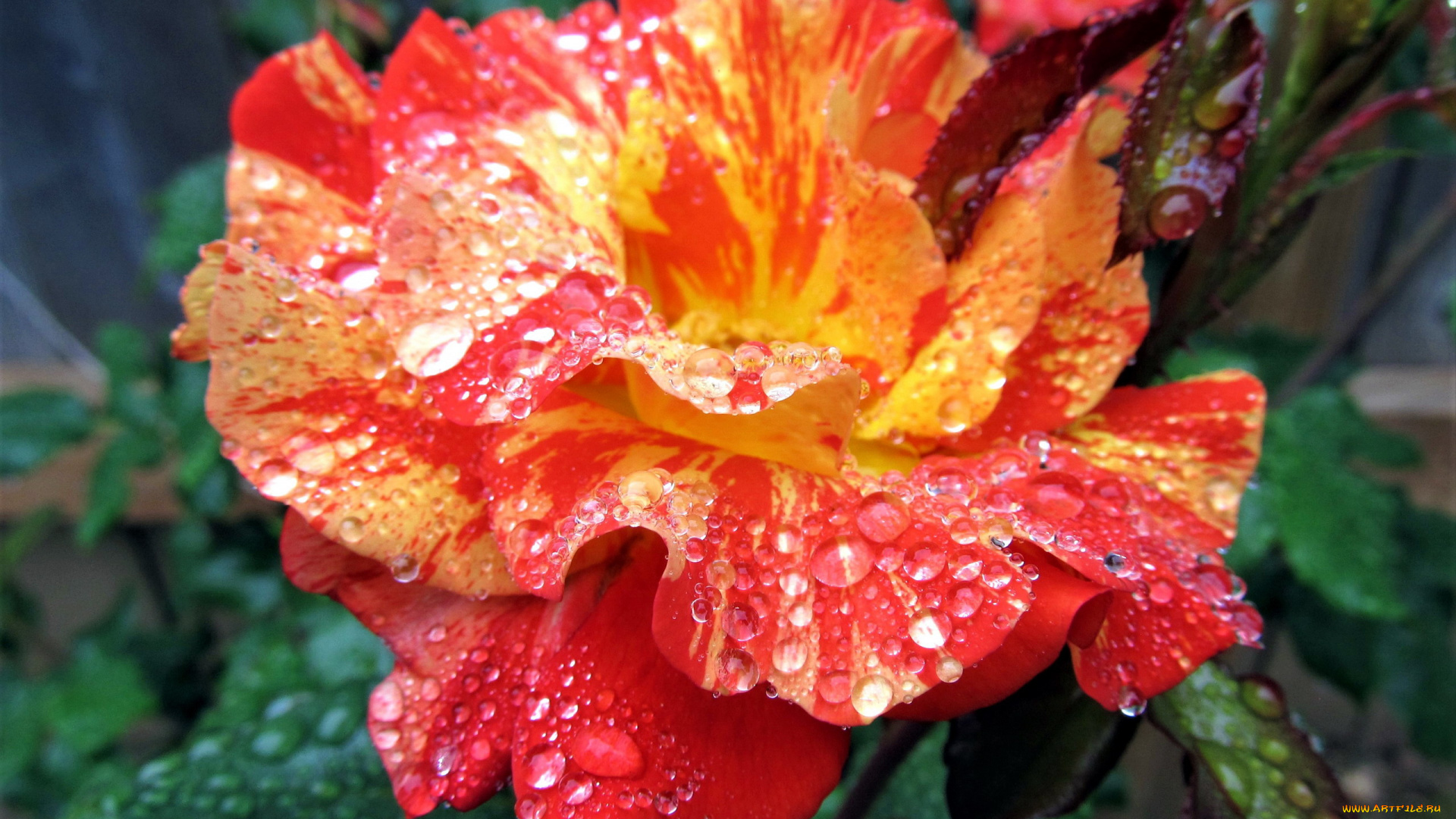 цветы, розы, капли, макро