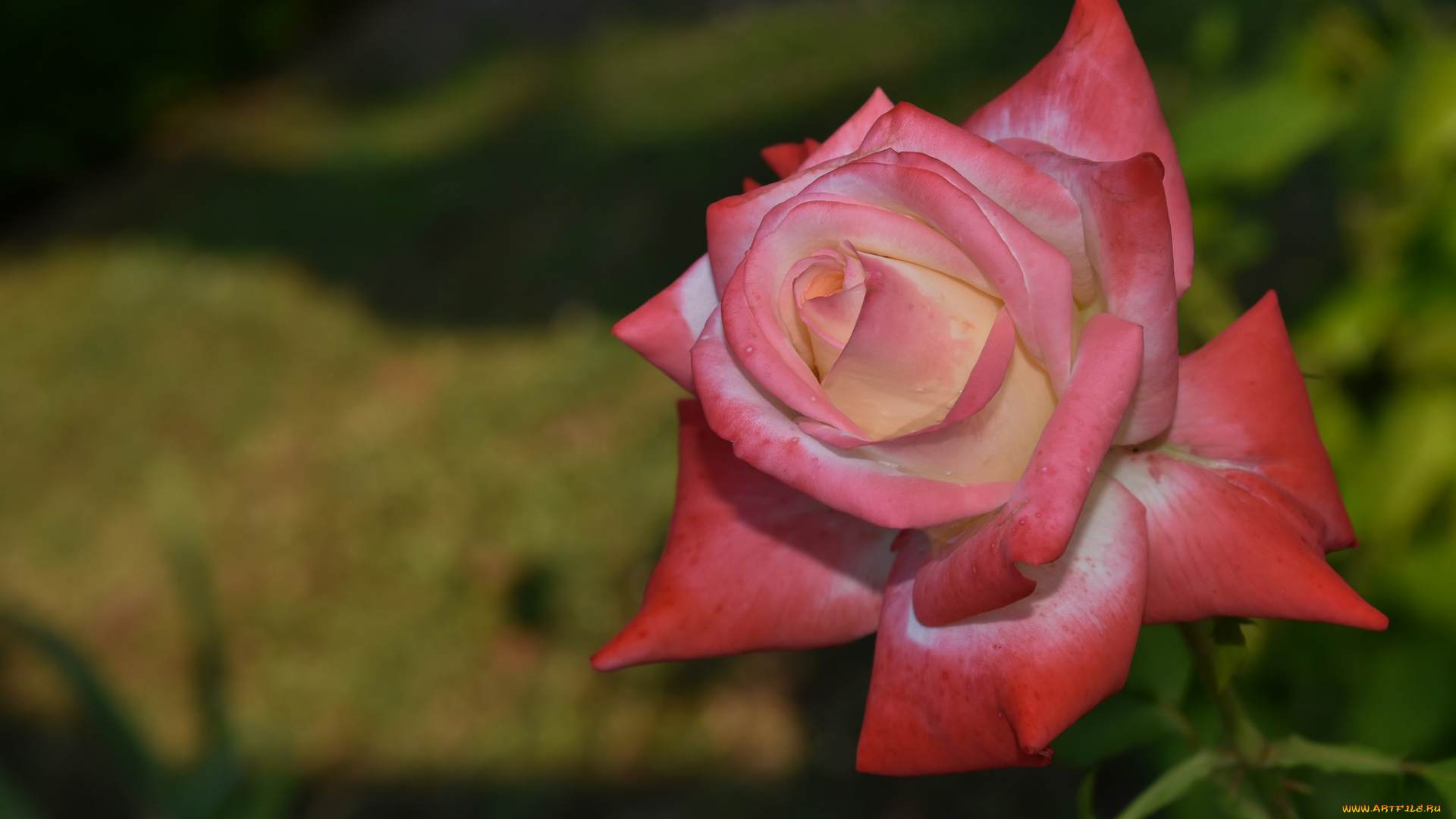 цветы, розы, лепестки, цветение, розовая, роза, бутон