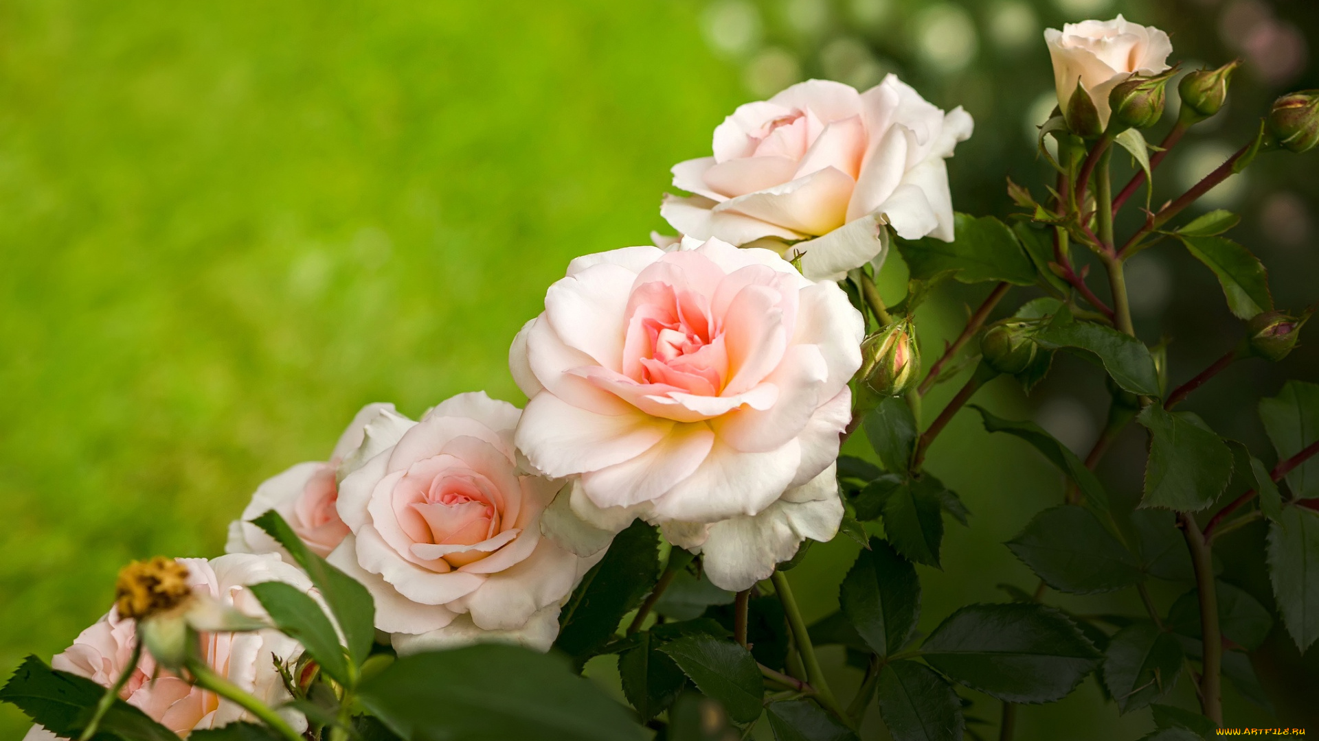 цветы, розы, нежность, куст