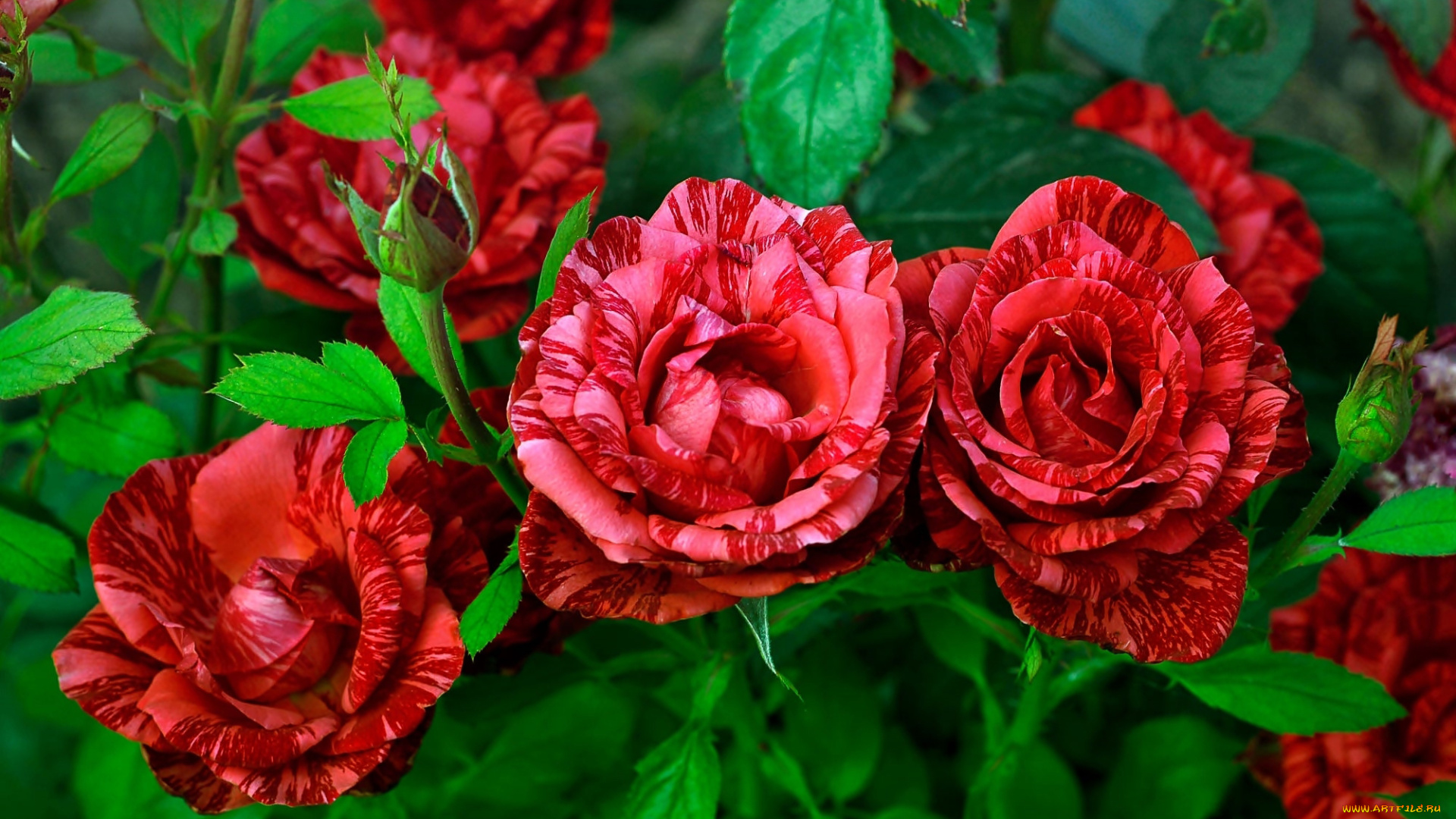 цветы, розы, пестрые