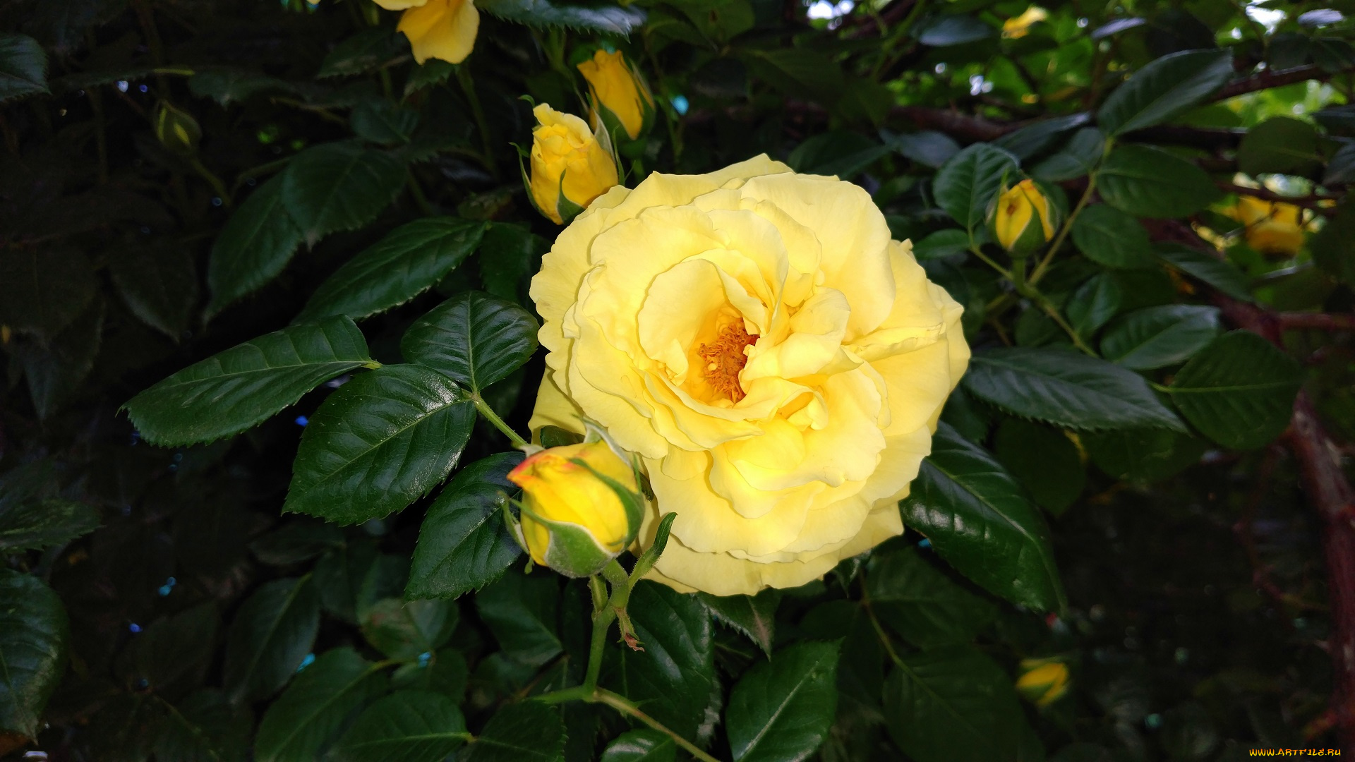 цветы, розы, роза