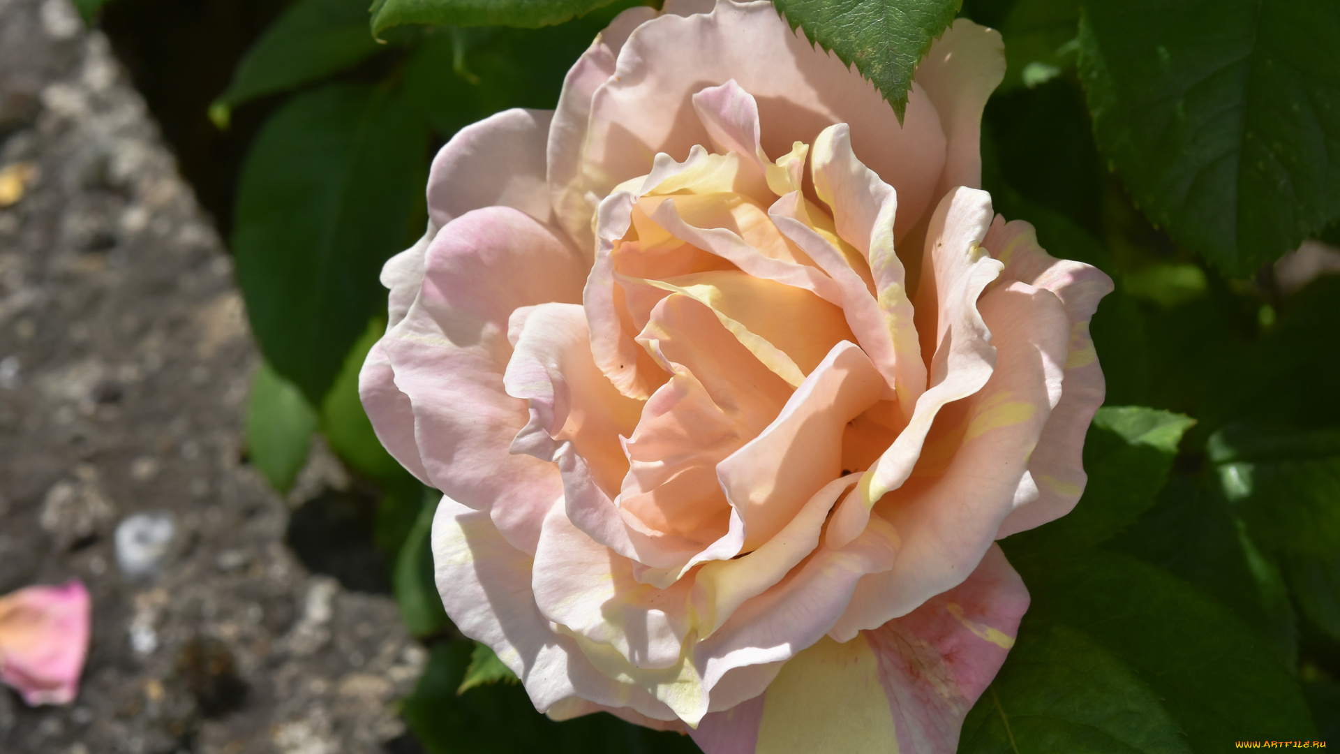 цветы, розы, роза