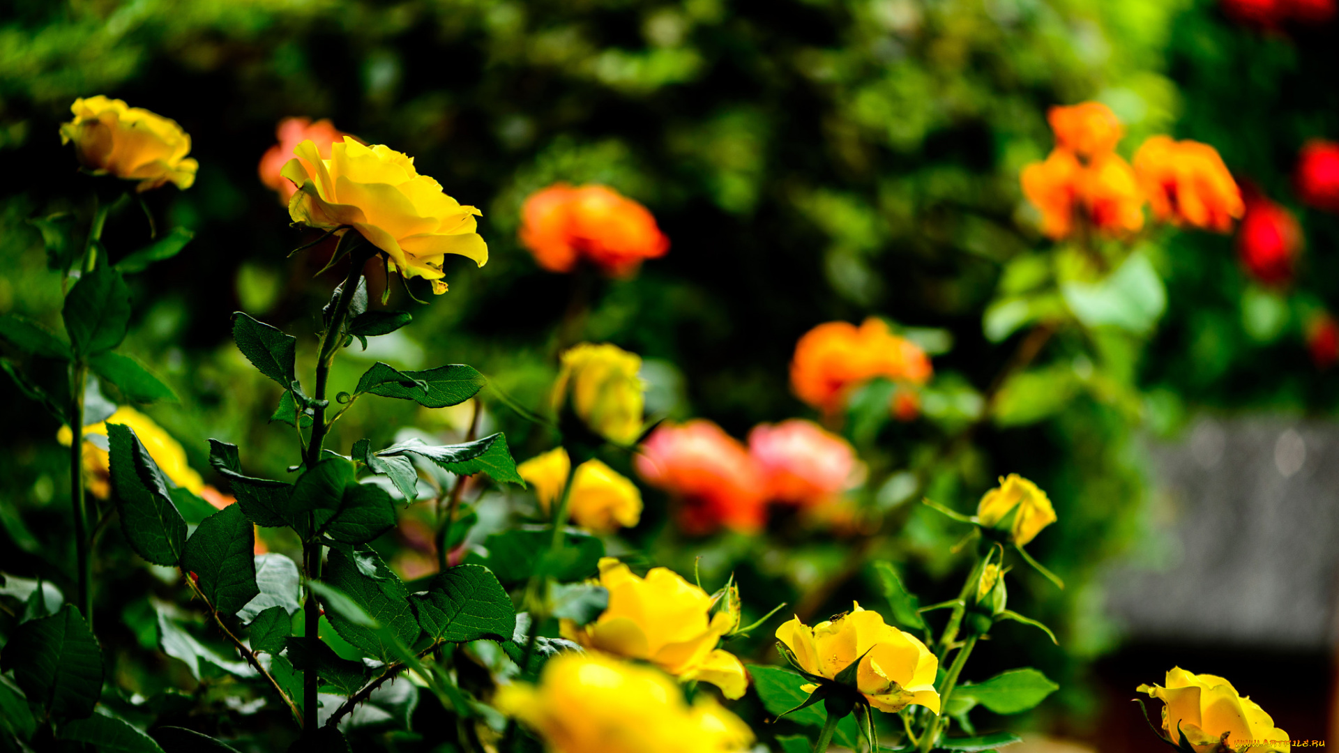 цветы, розы, роза, цветение, кусты