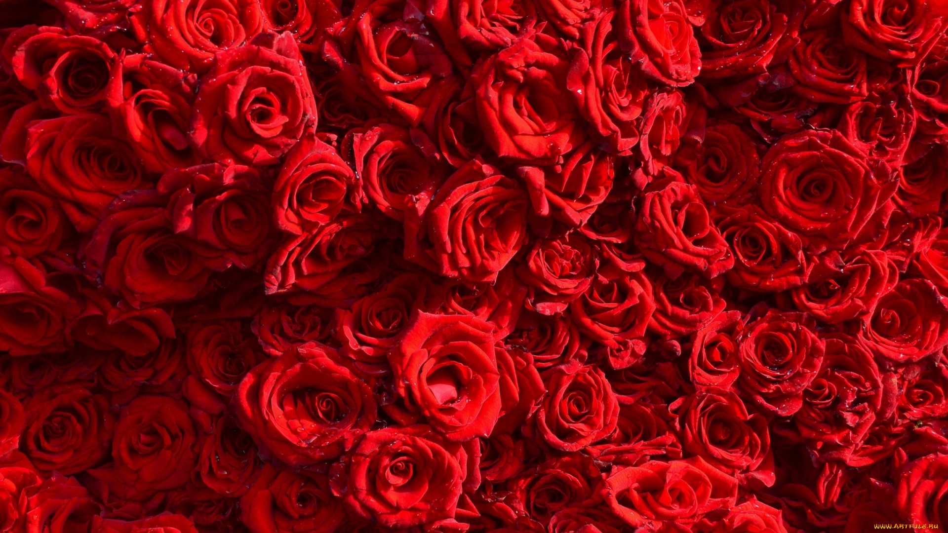 цветы, розы, роза, красные, фон