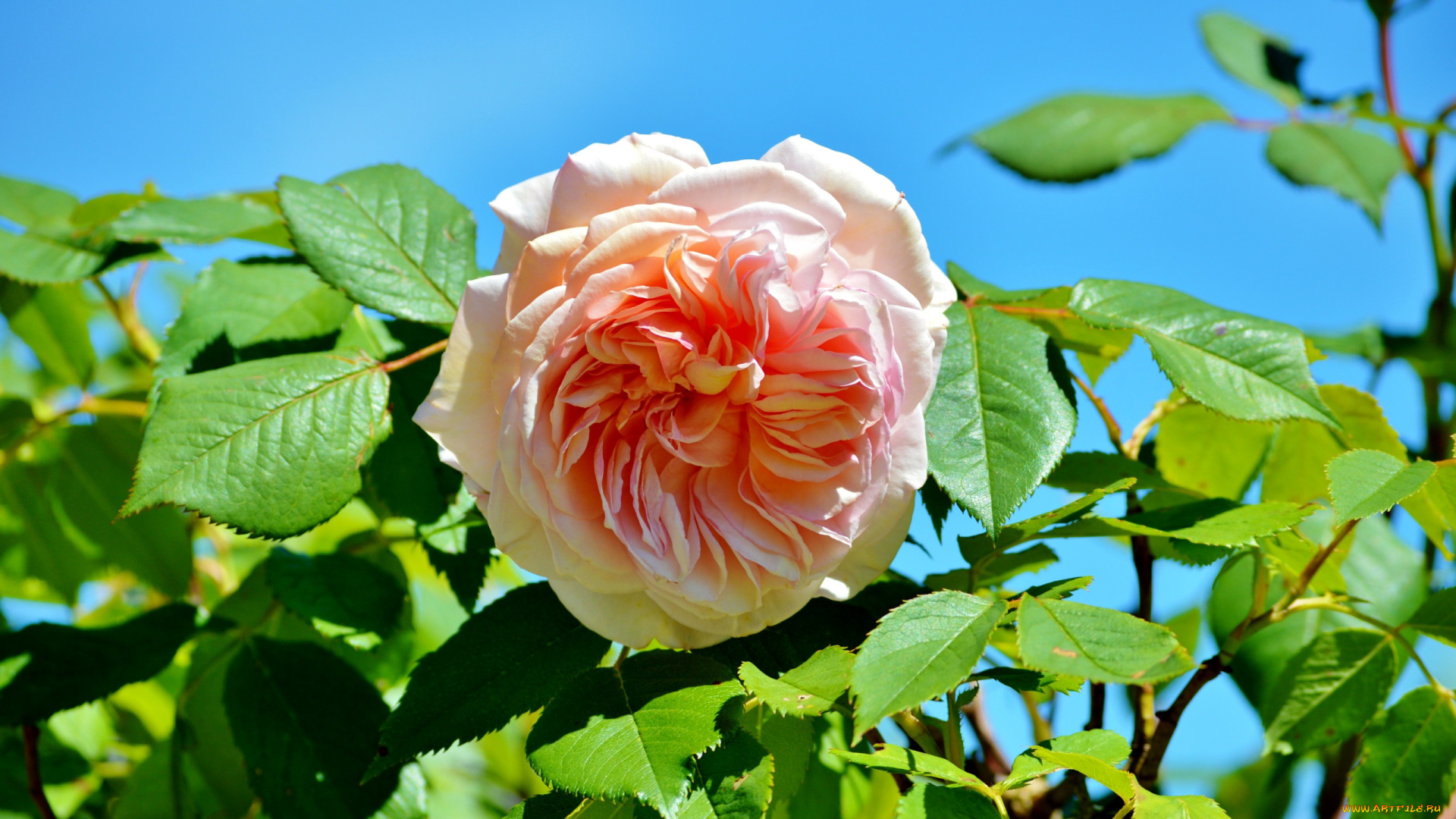 цветы, розы, розовый