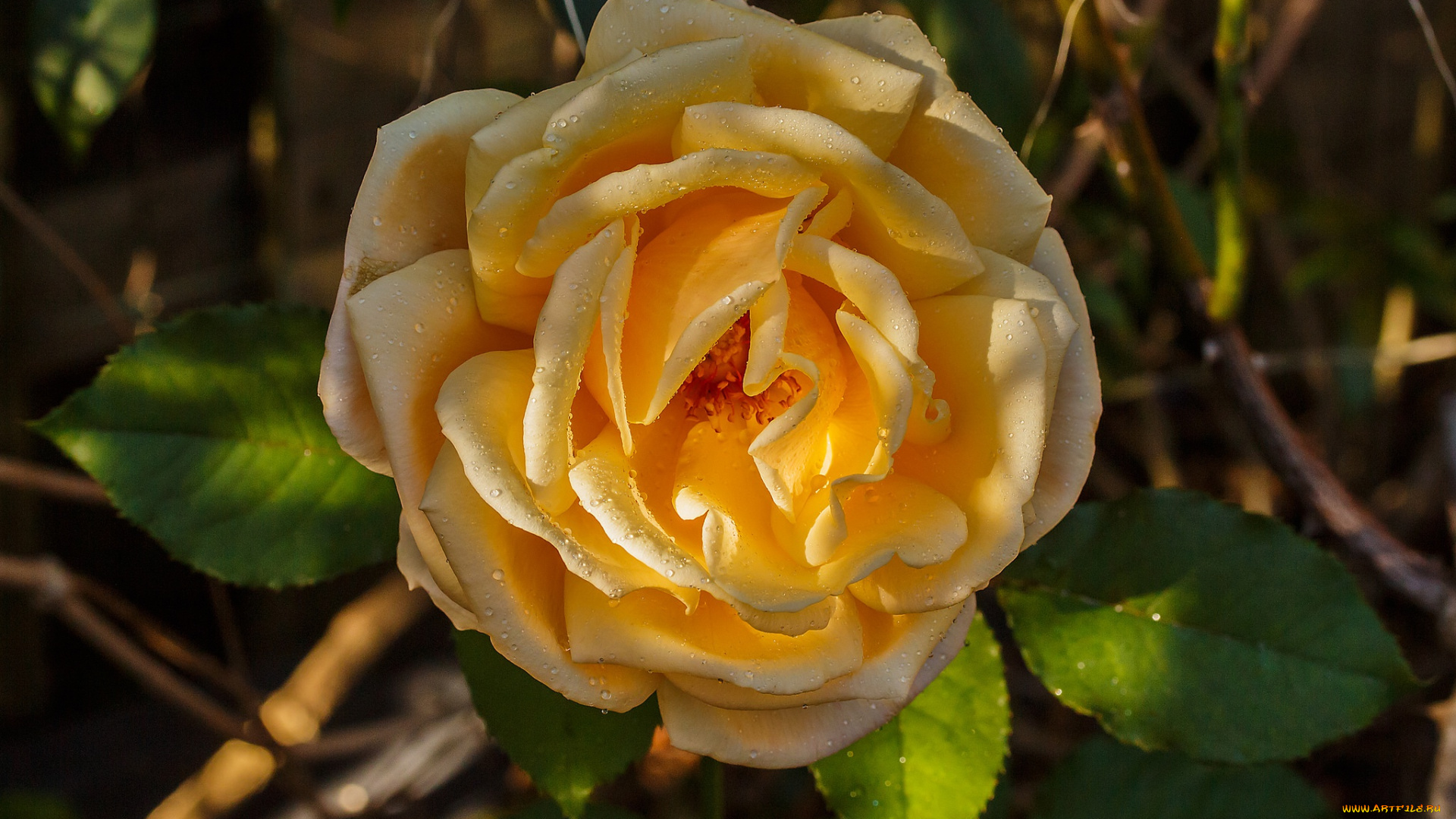 цветы, розы, жёлтая, роза, бутон