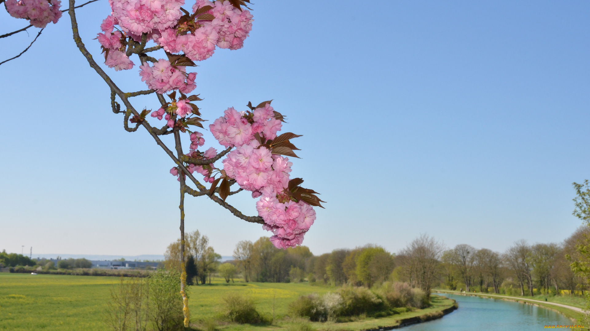 цветы, сакура, , вишня, река