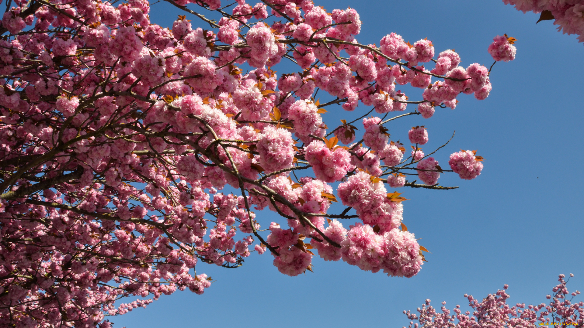 цветы, сакура, , вишня, ветки