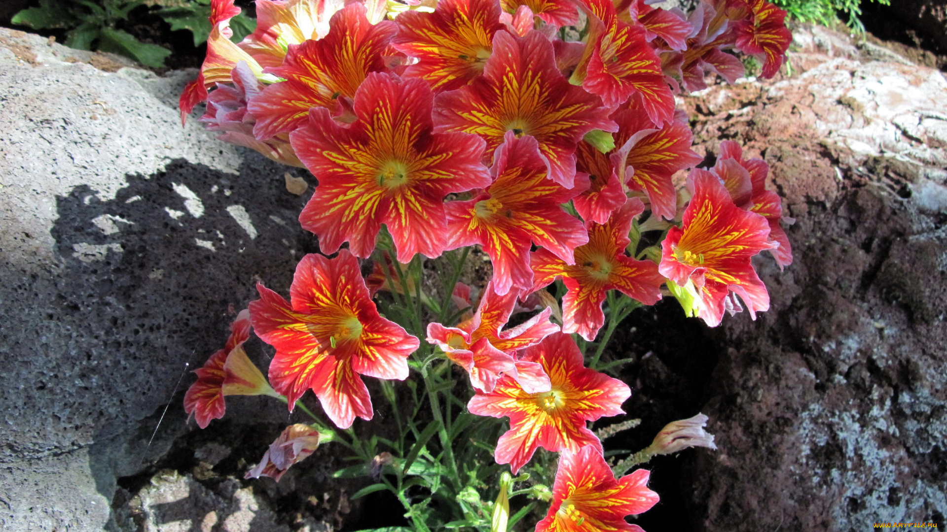 цветы, сальпиглоссис, розовый