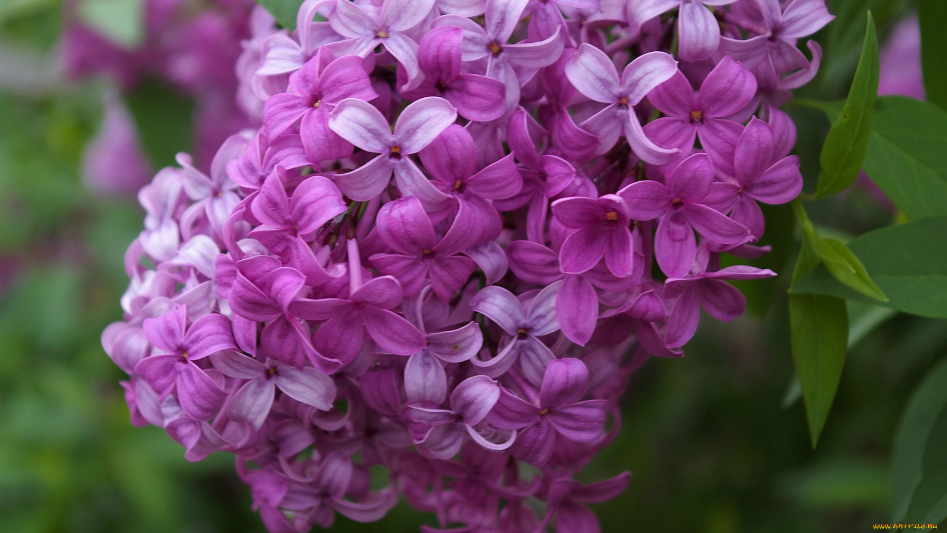 цветы, сирень, цветение, ветка