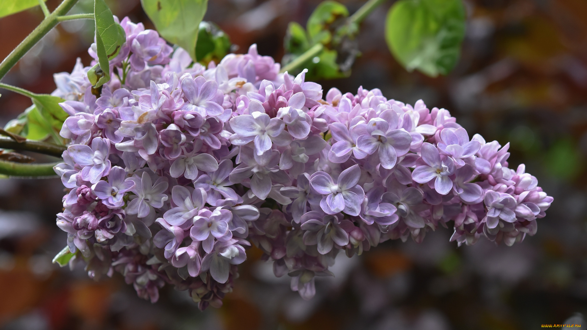 цветы, сирень, фиолетовая