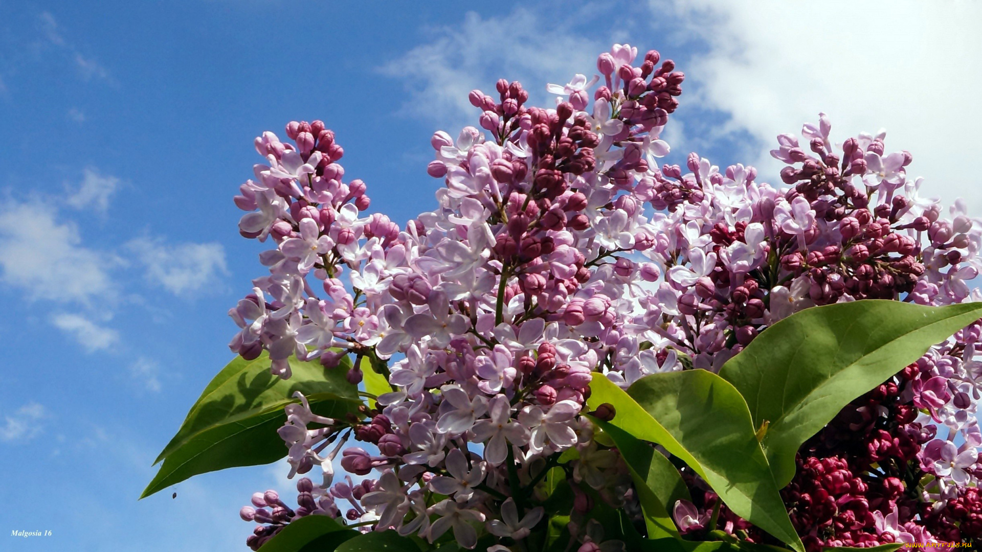 цветы, сирень, небо, ветки, весна