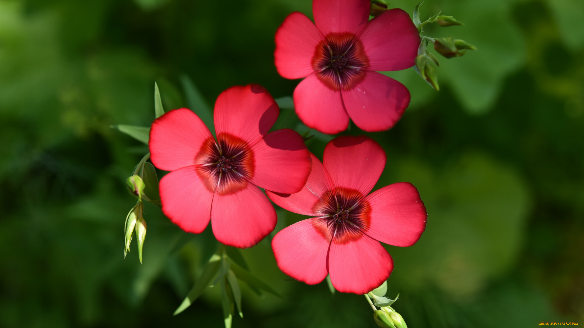 цветы, трио