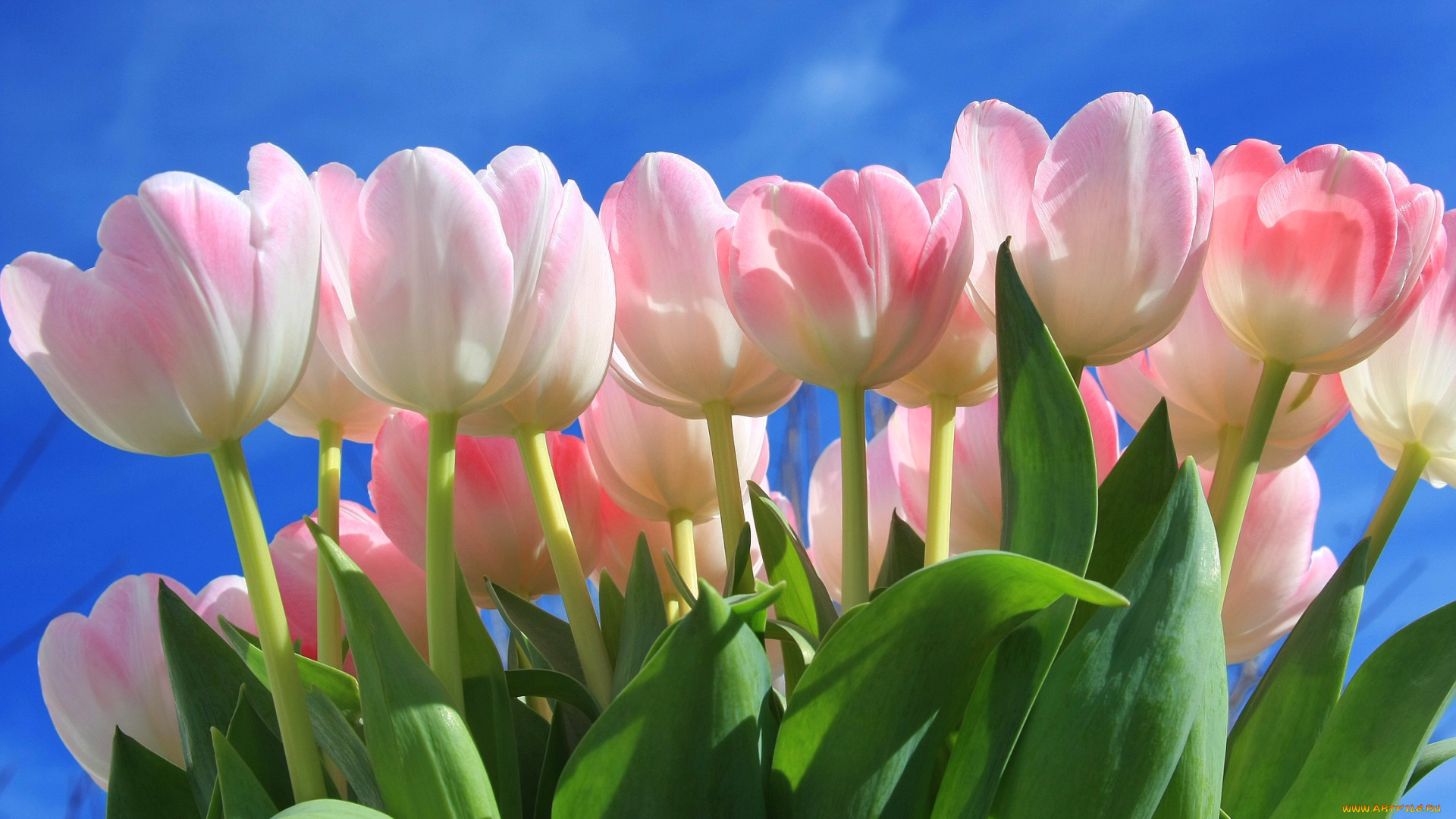 цветы, тюльпаны, бутоны, нежность, небо