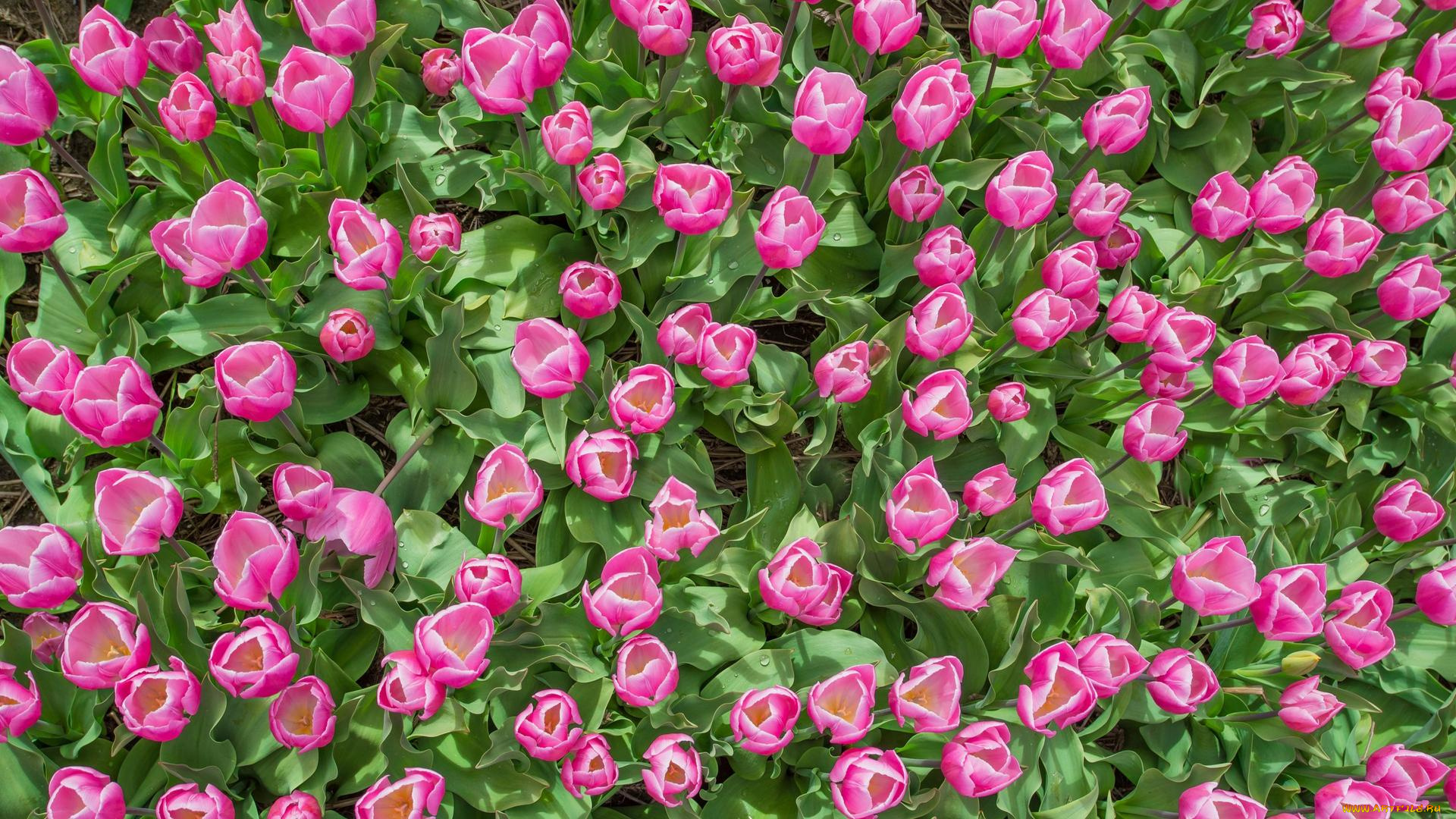 цветы, тюльпаны, много