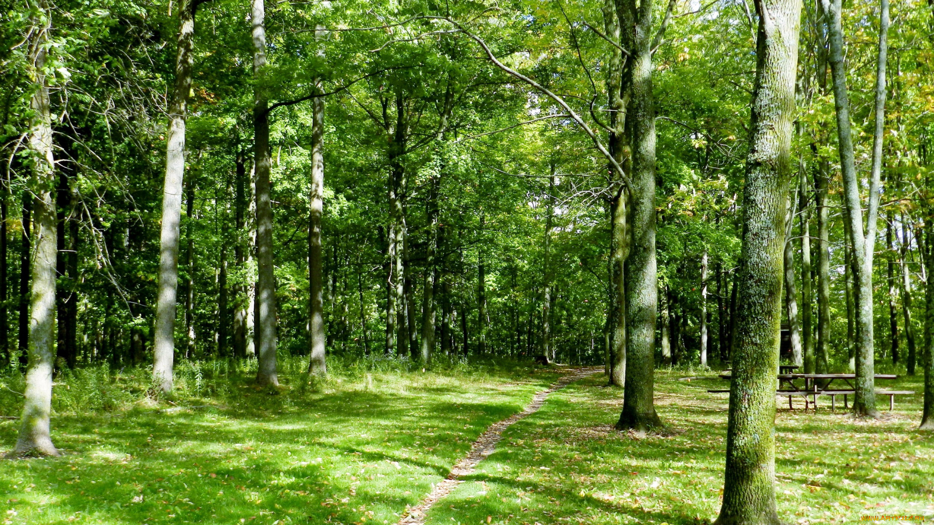 природа, лес, тропинка, трава, деревья