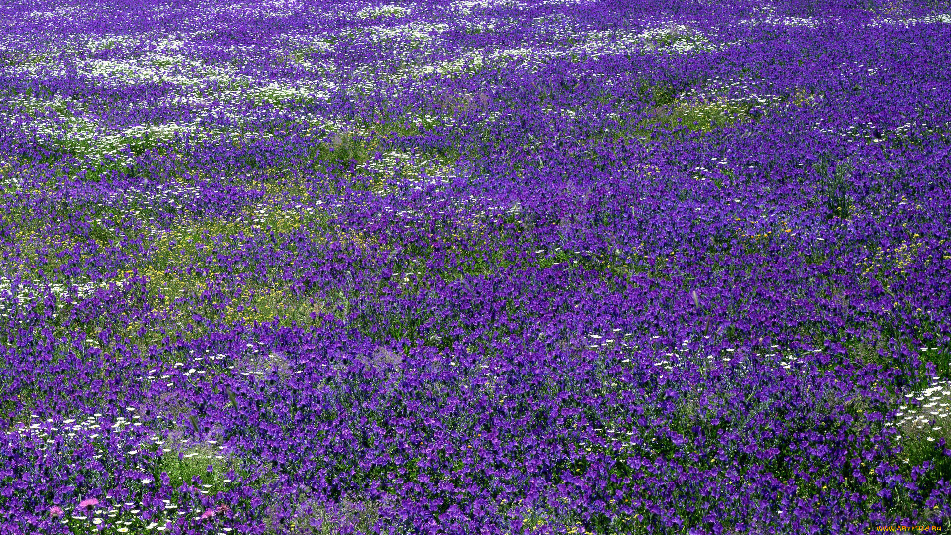 природа, луга, лиловый