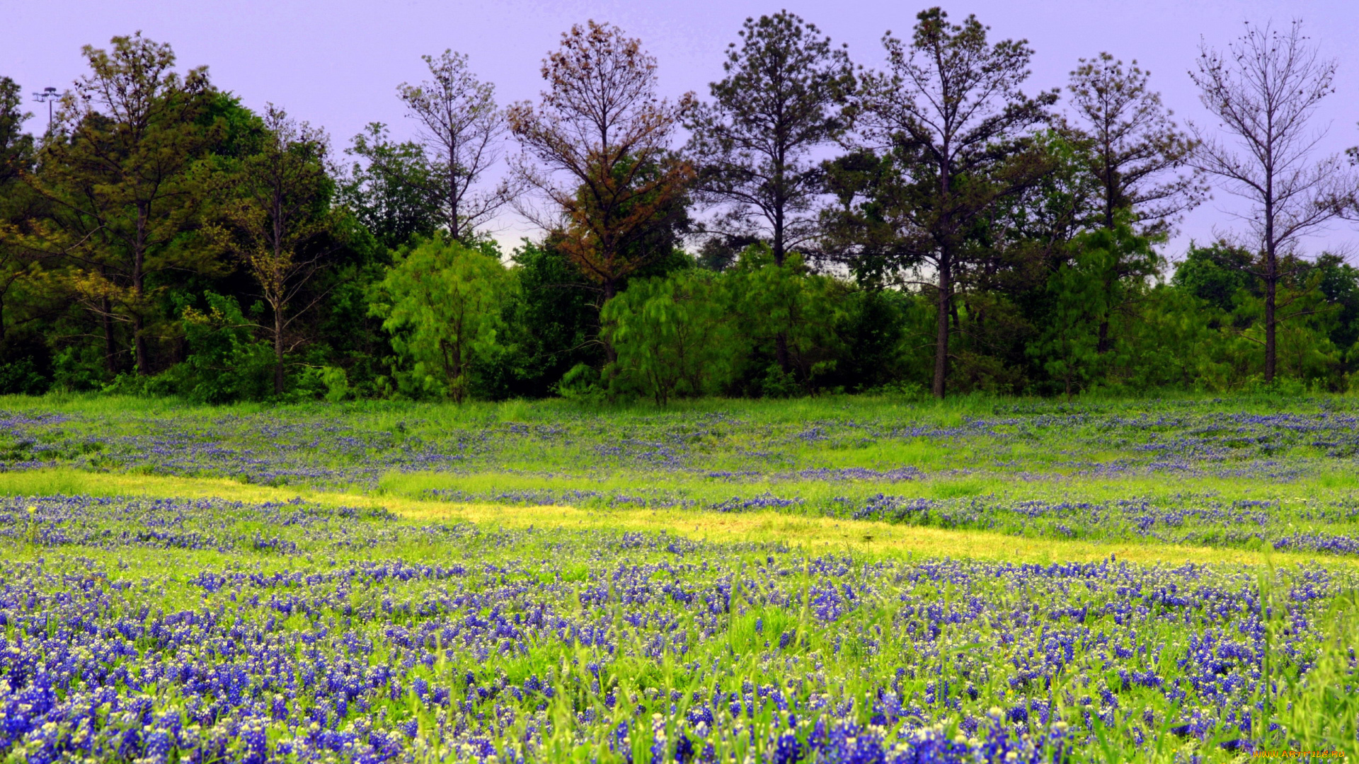 природа, луга, весна, луг, мускари