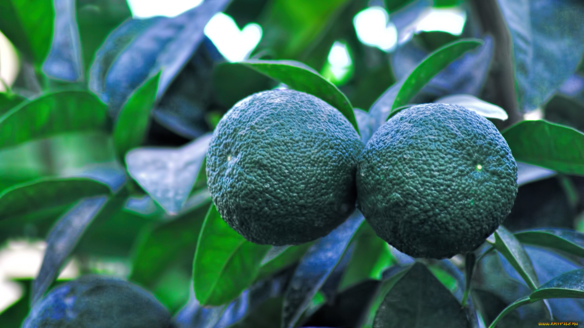 природа, плоды, лайм