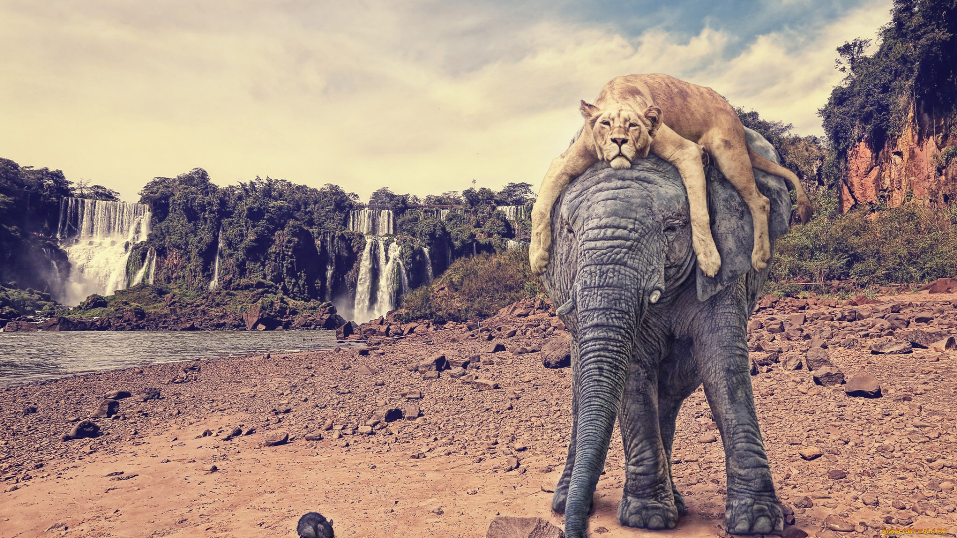 разное, компьютерный, дизайн, слон, тигр, крыса