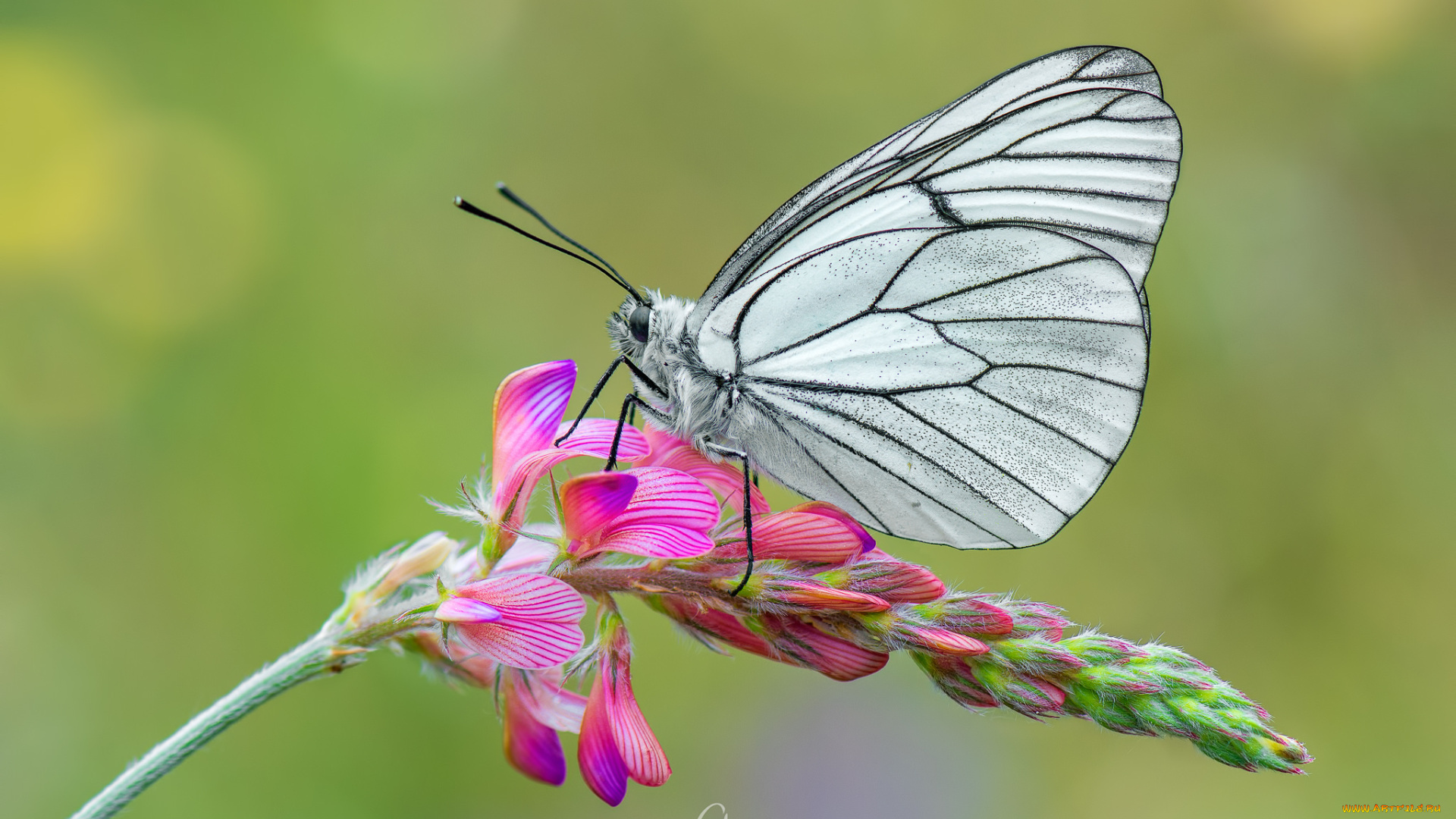 животные, бабочки, , мотыльки, , моли, бабочка, цветы