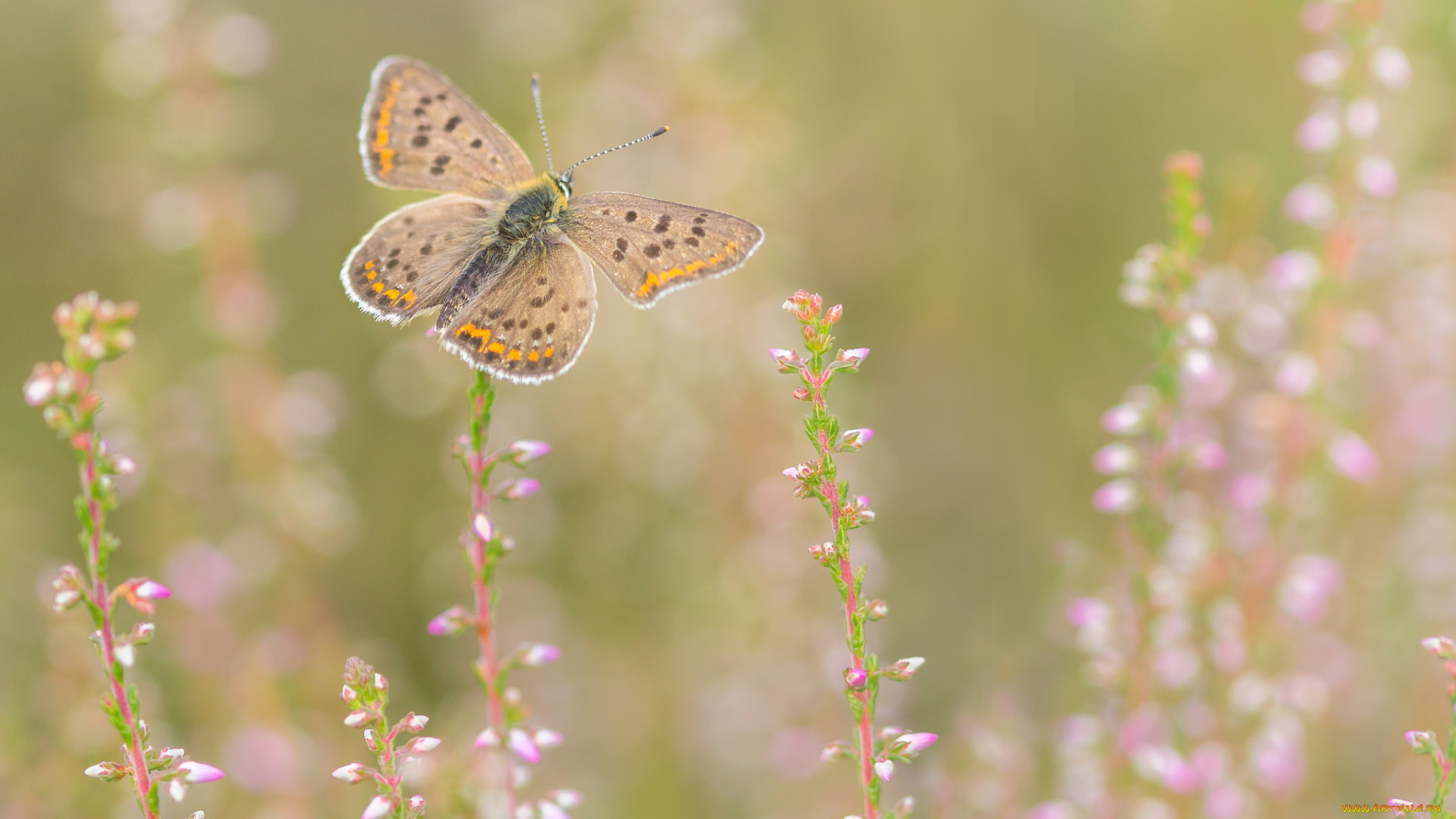 животные, бабочки, , мотыльки, , моли, бабоЧка, фон, прирада, цветы