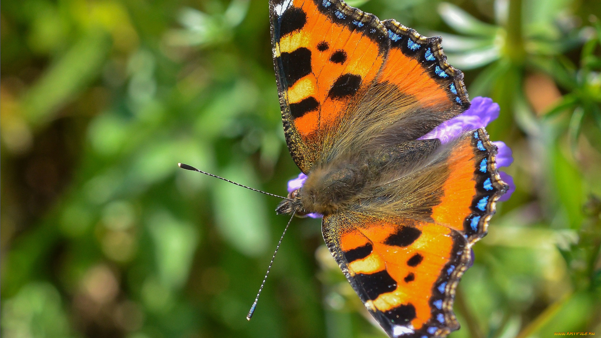 животные, бабочки, , мотыльки, , моли, colors, brightness, butterfly, расцветка, яркость, бабочка