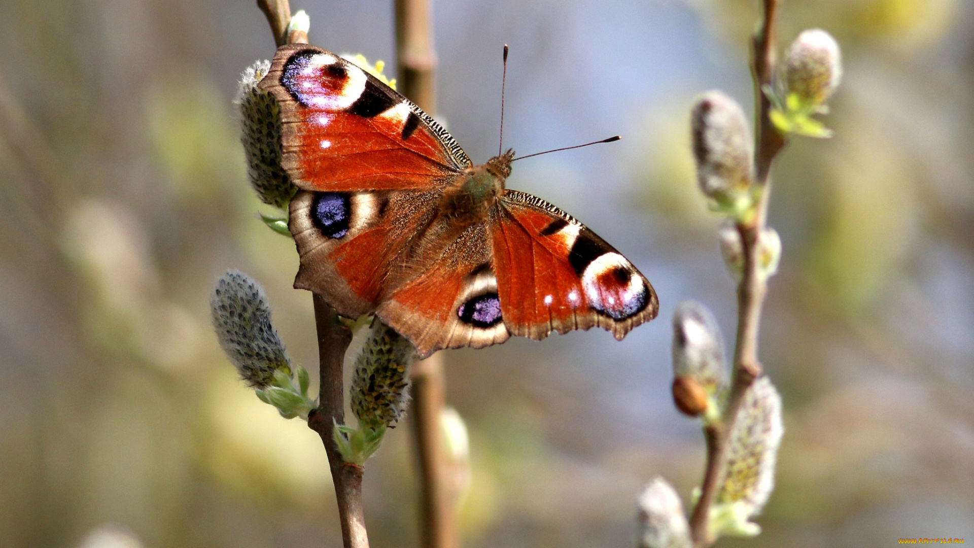 животные, бабочки, , мотыльки, , моли, цветок, крылья, бабочка