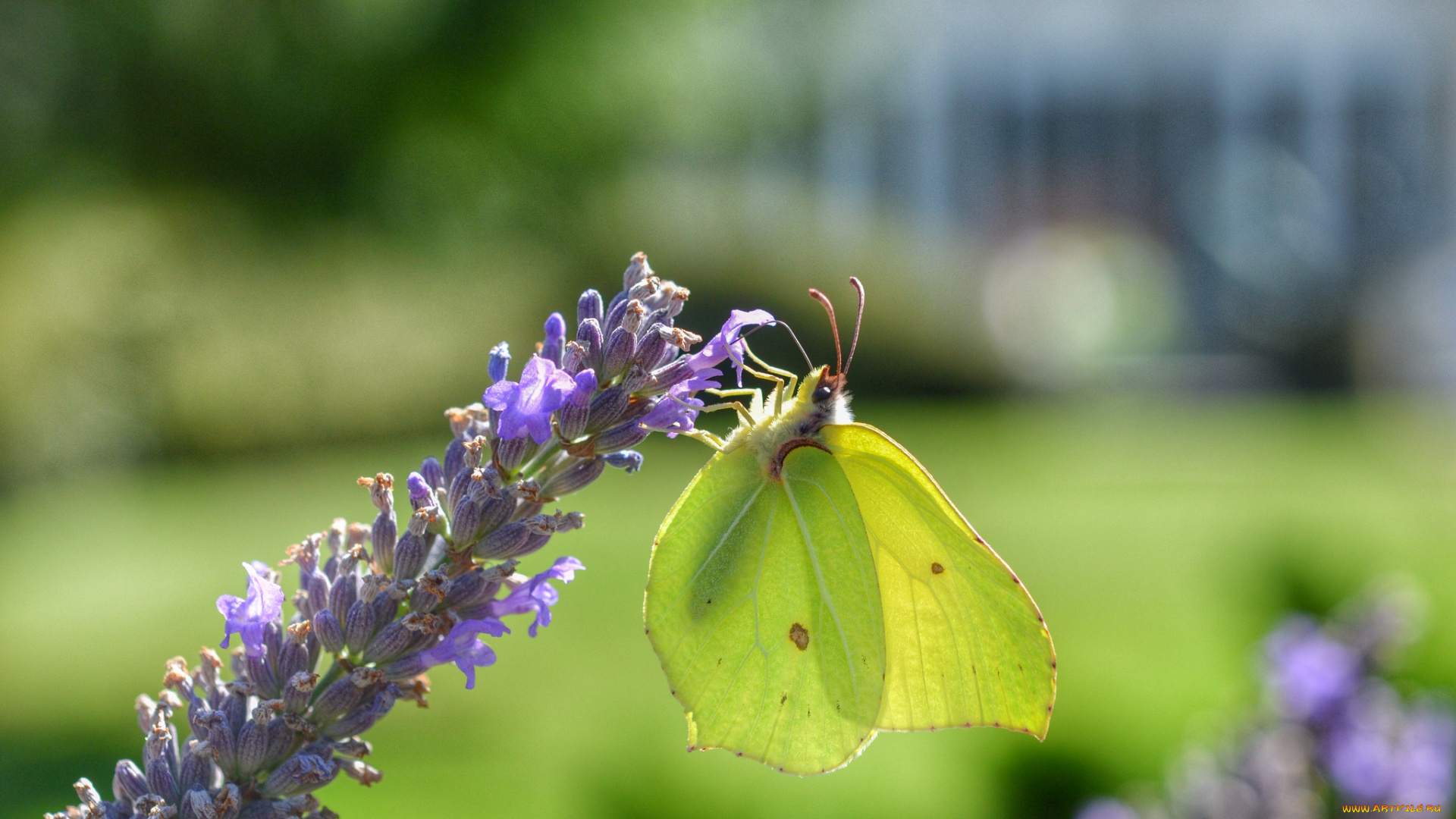 животные, бабочки, , мотыльки, , моли, цветок, бабочка