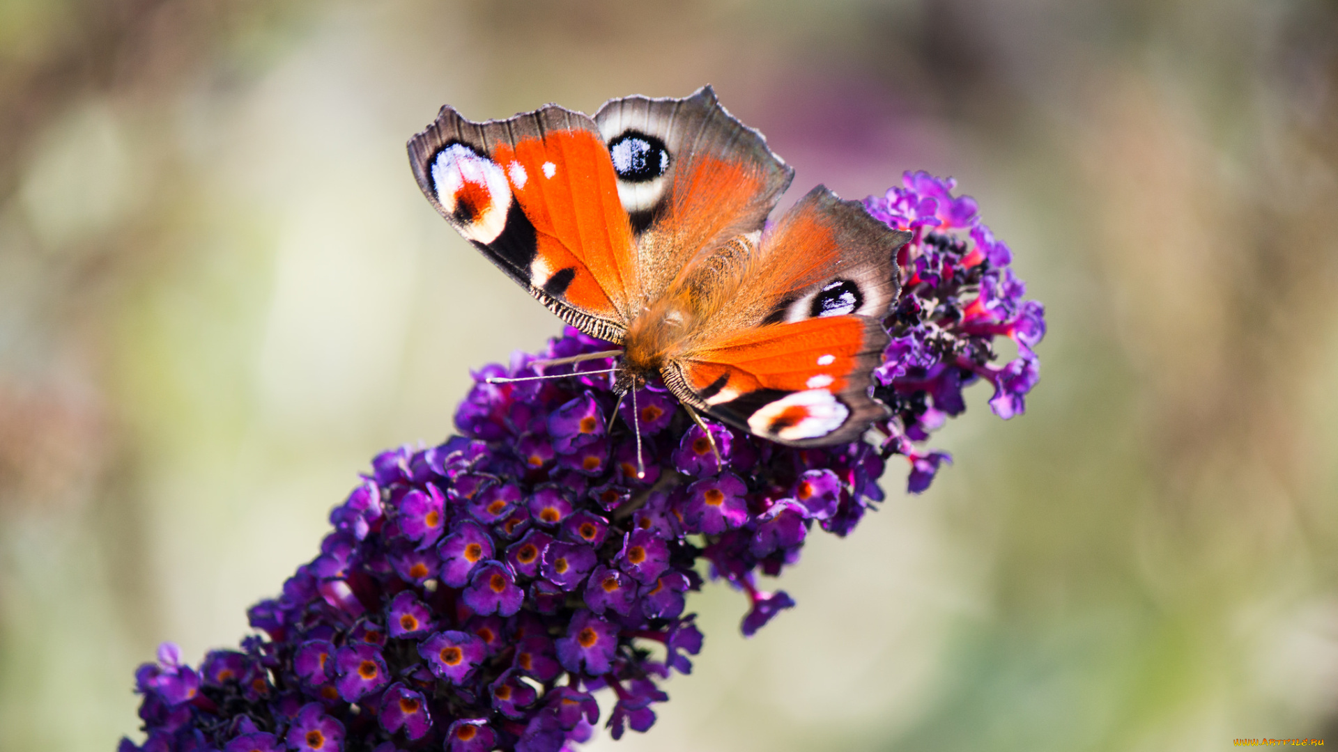 животные, бабочки, , мотыльки, , моли, цветы, бабочка