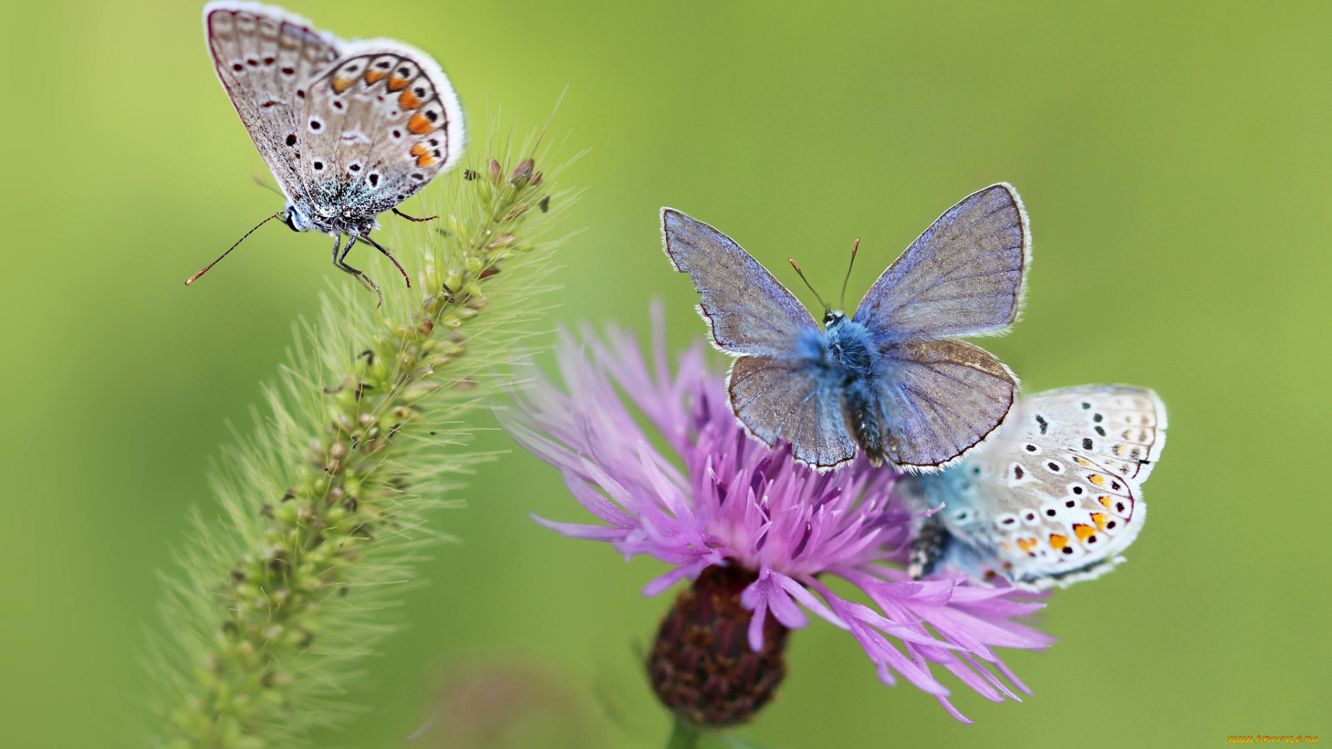 животные, бабочки, , мотыльки, , моли, крылья, цветок