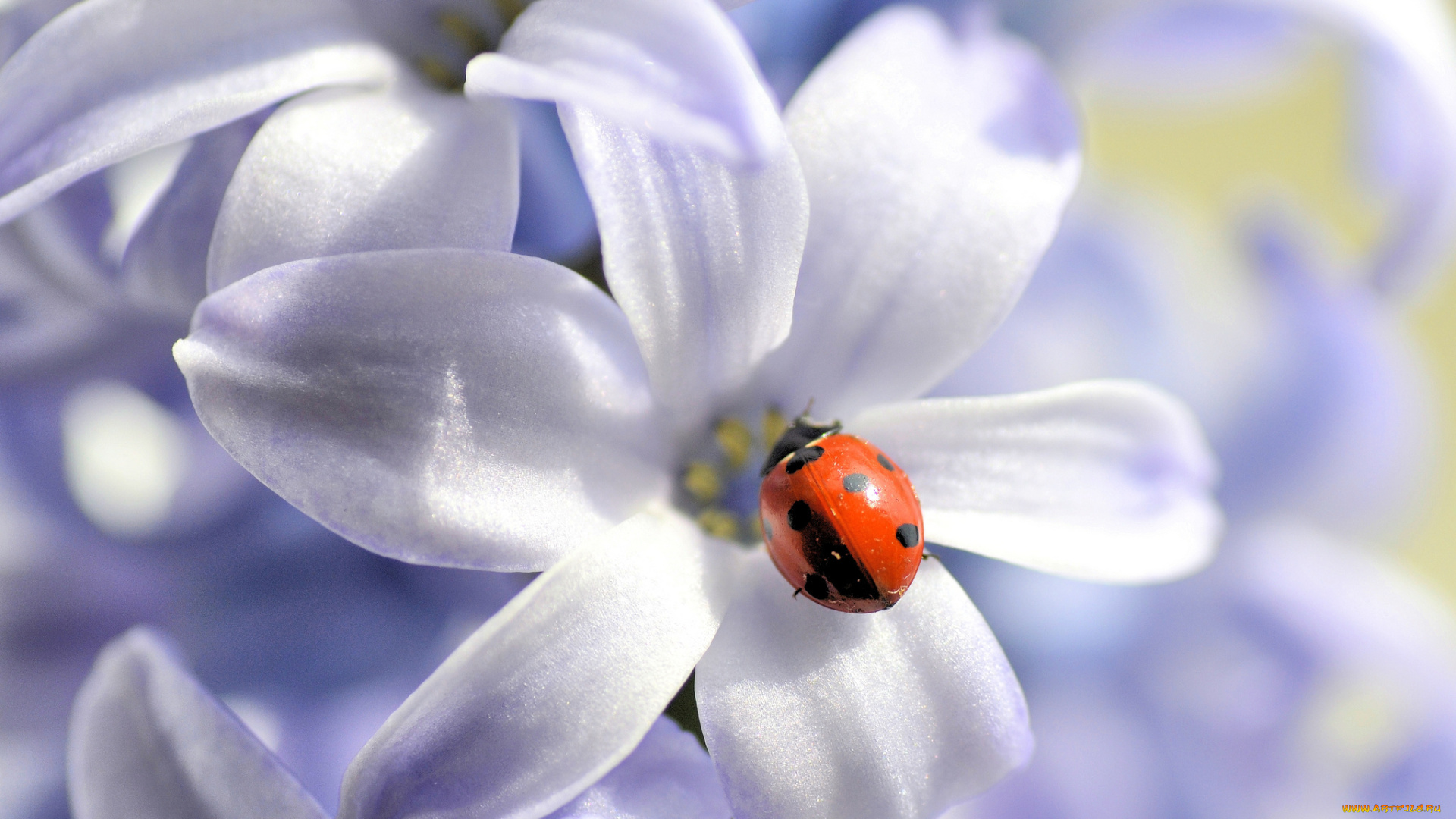 животные, божьи, коровки, насекомое, лепестки, божья, коровка, природа, цветок