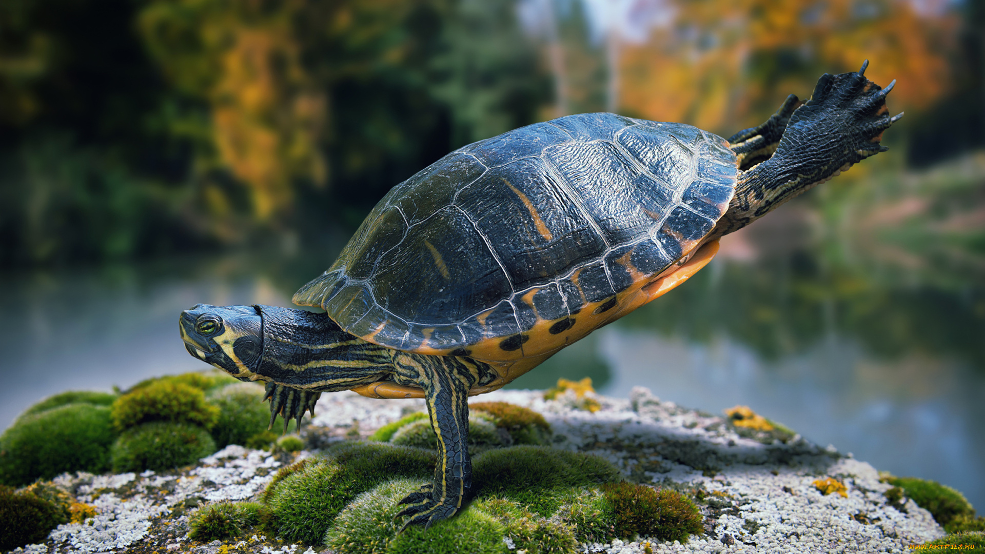 животные, Черепахи, черепаха