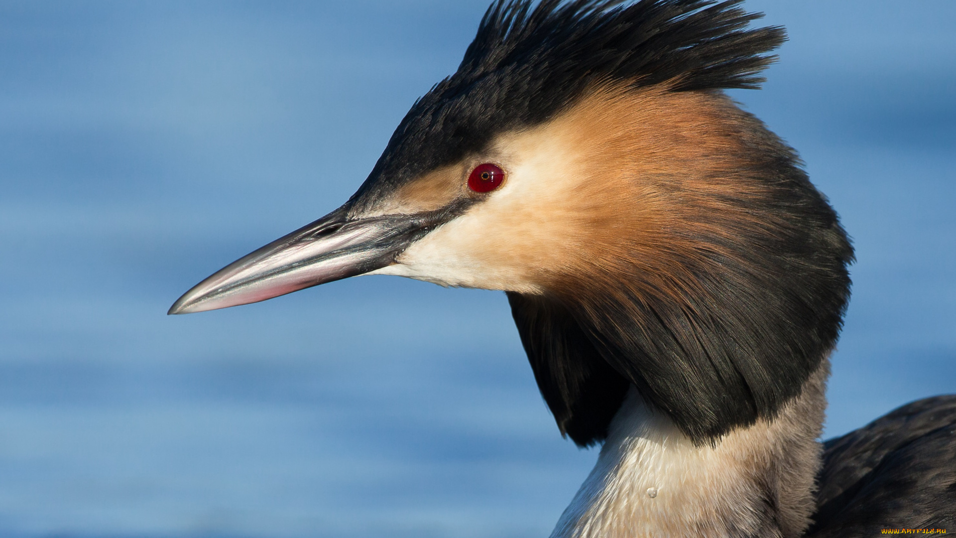 животные, Чомги, , поганки, птица