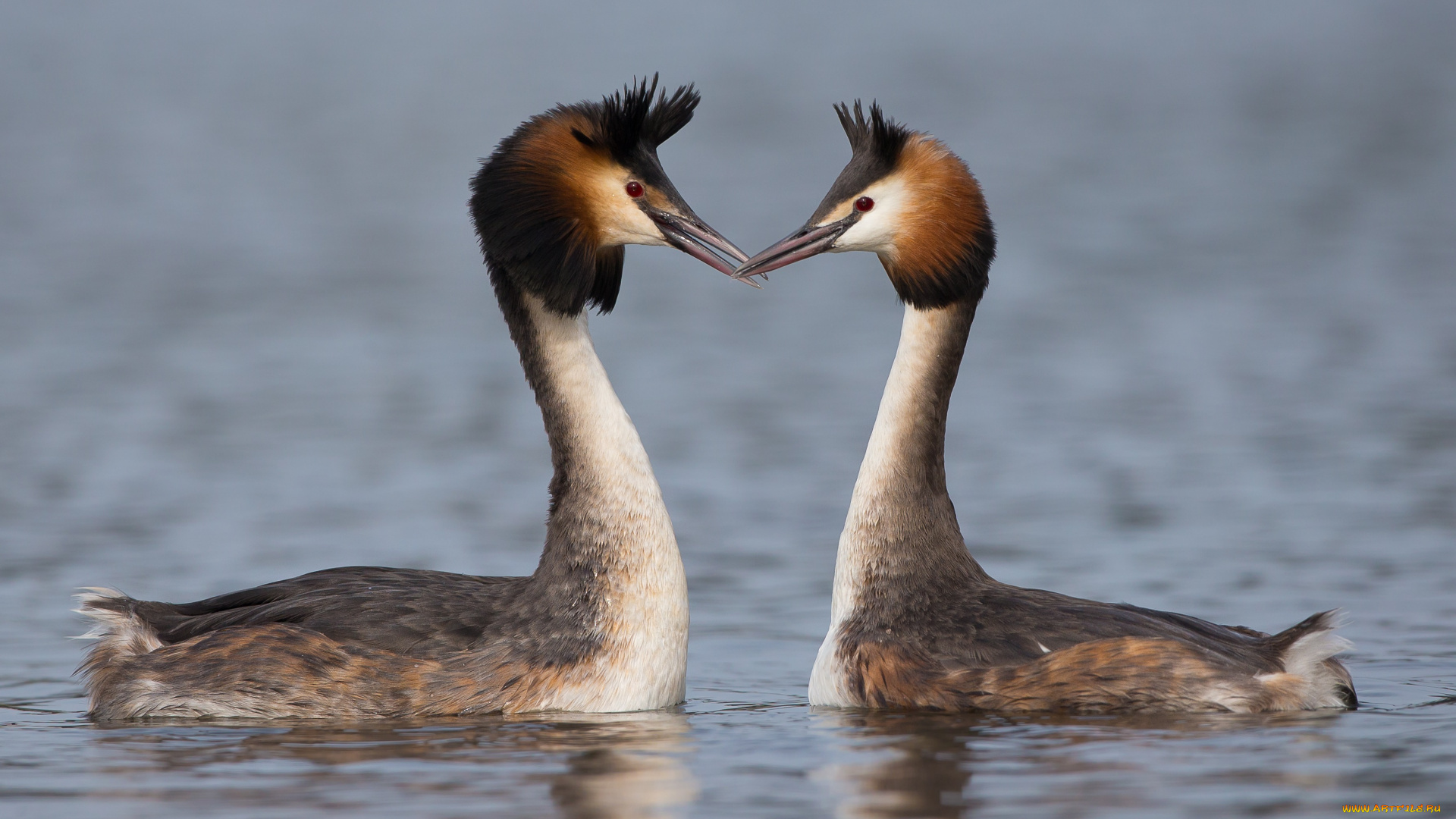 животные, Чомги, , поганки, птицы