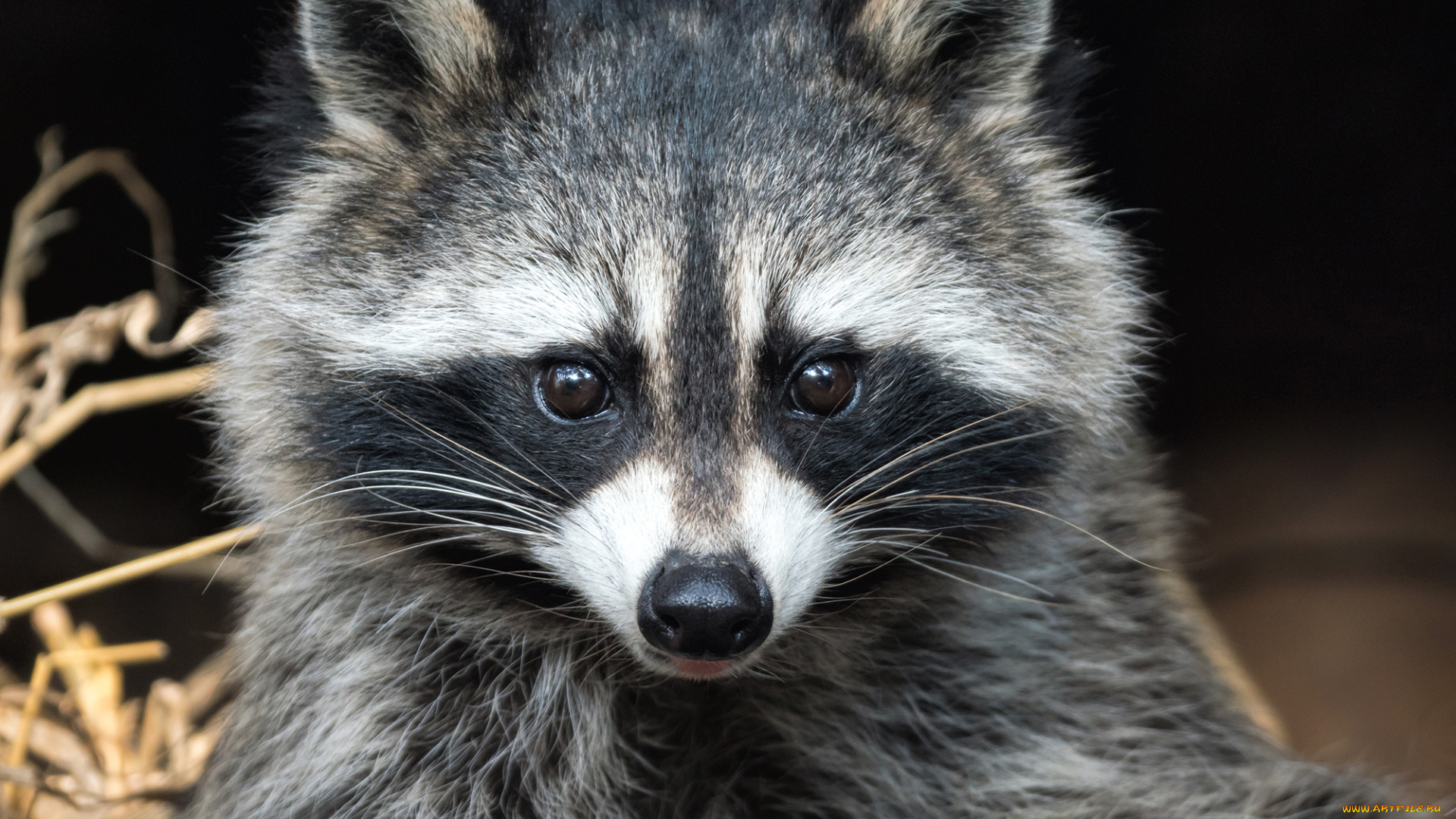 животные, еноты, енот