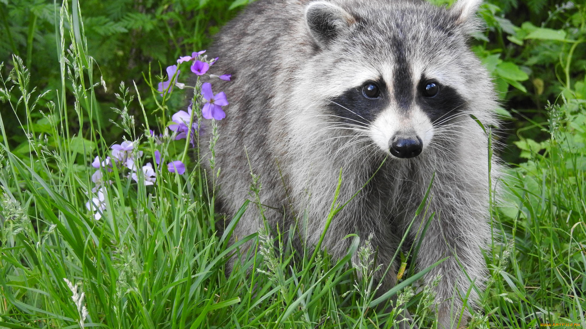 животные, еноты, енот