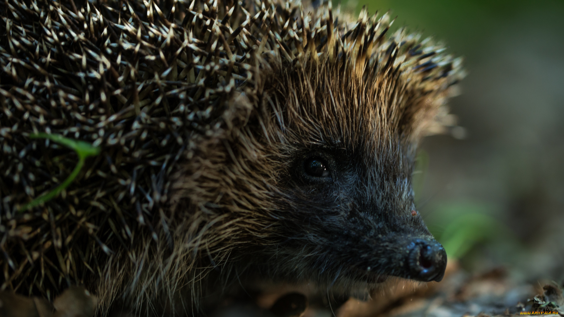 животные, ежи, еж, иголки, листья, лес