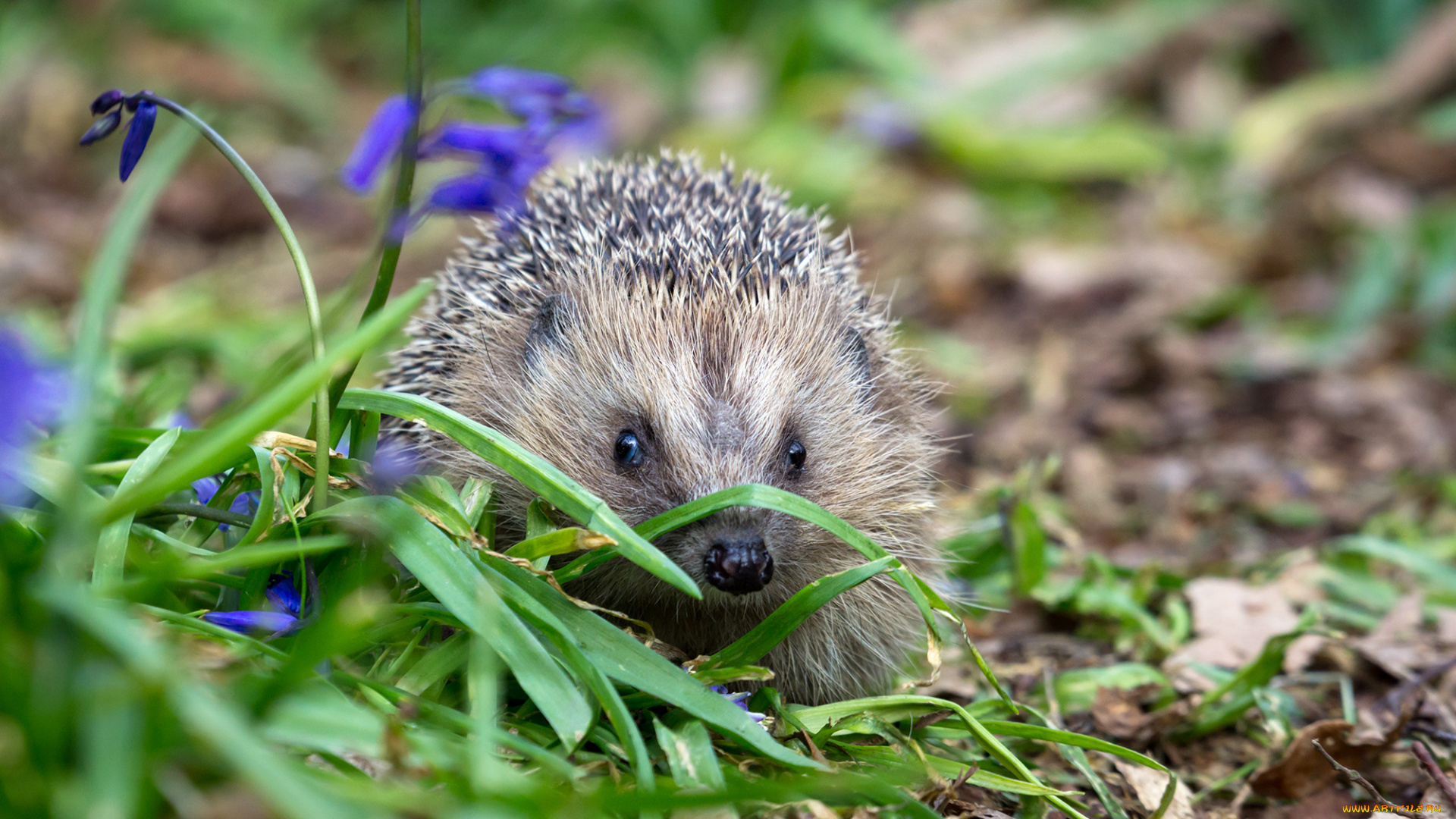 животные, ежи, ежик
