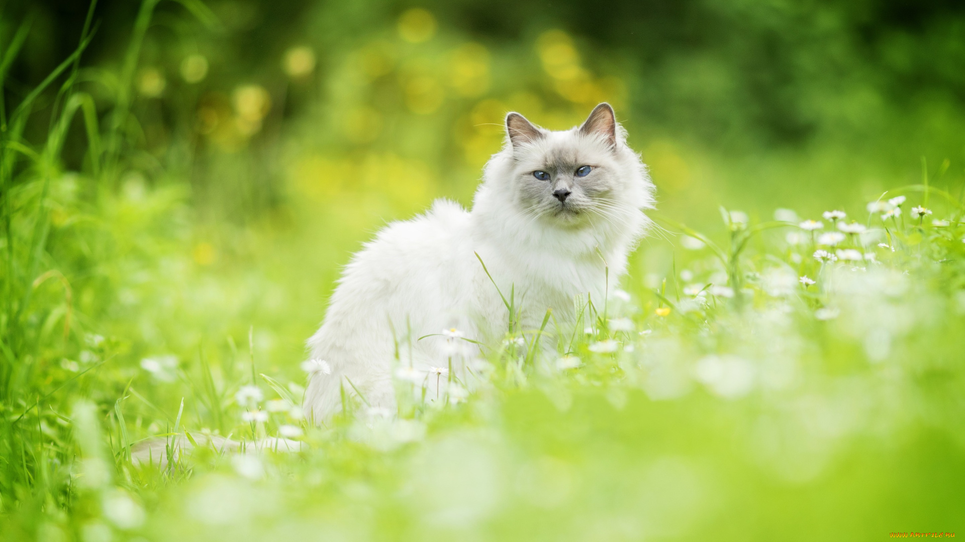 животные, коты, боке, кот, трава, кошка