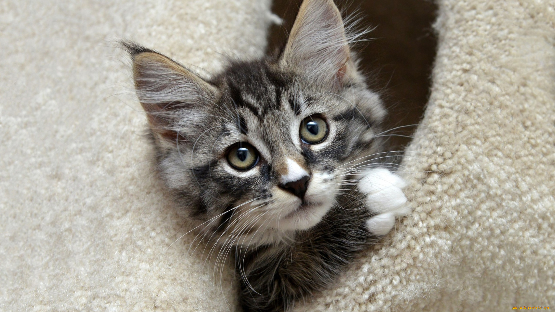 животные, коты, домик, полосатый, выглядывает, котенок, мех, норка, мордочка, милый, серый, портрет, кошка