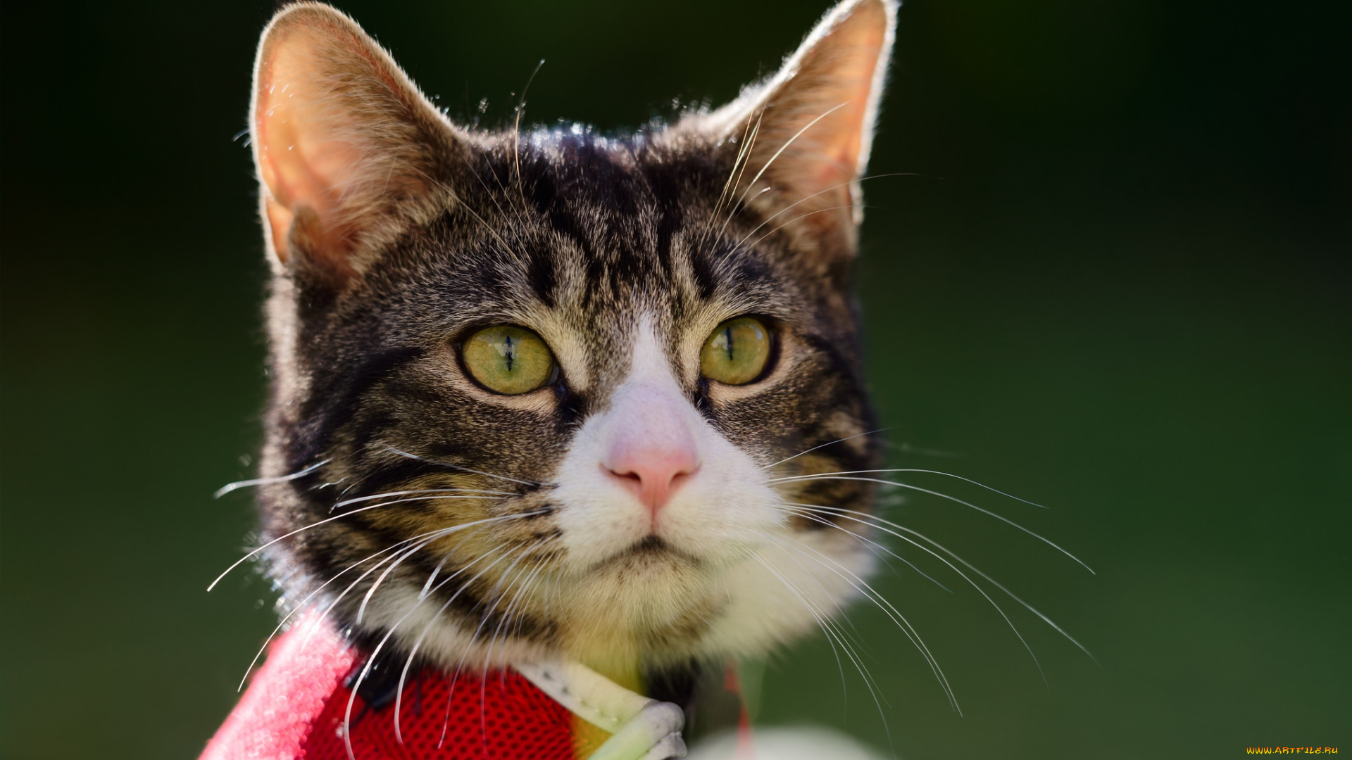 животные, коты, фон, мордочка, взгляд