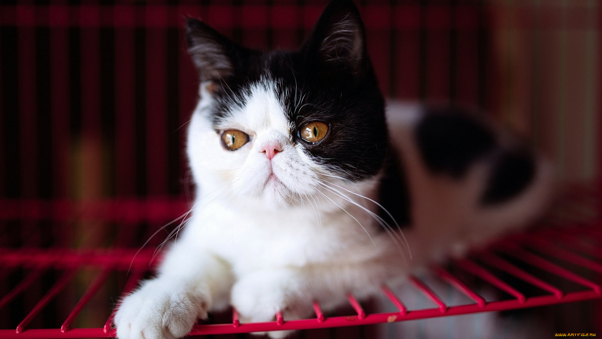 животные, коты, глаза, решетка, желтые, мордочка, милый, экстремал, перс, котенок, черно-белый, фон, кошка, лежит, портрет