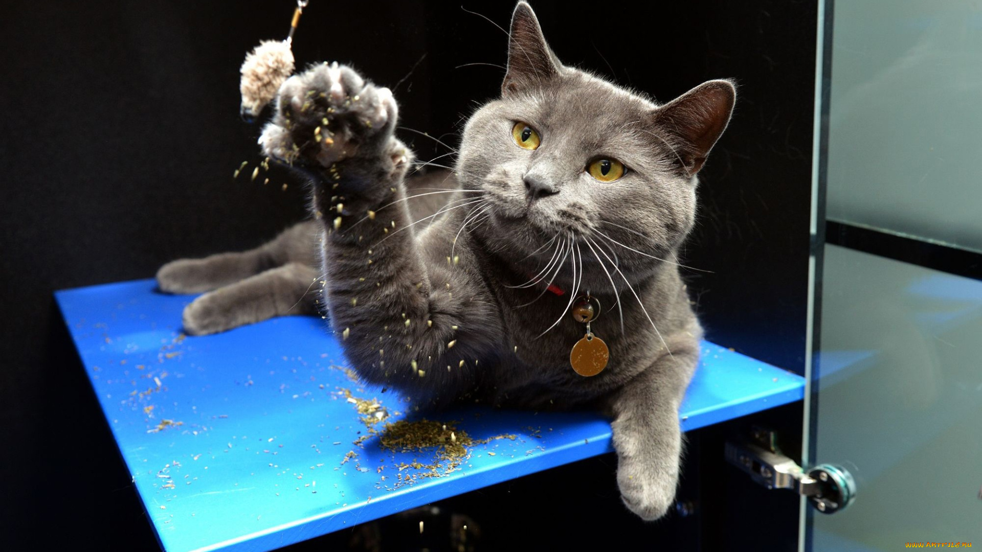 животные, коты, игра, игрушка