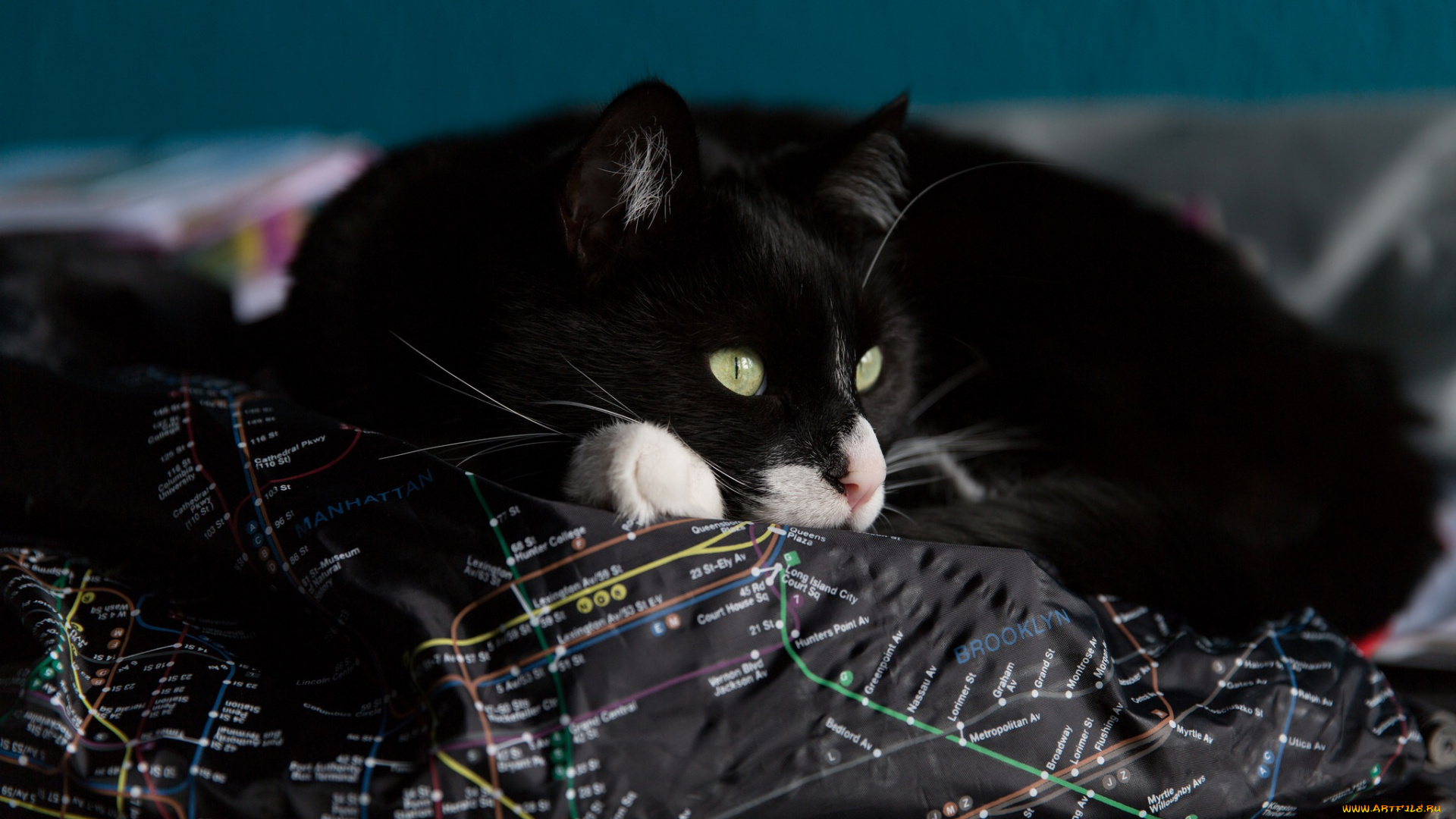животные, коты, карта, кот, зеленоглазый, одеяло, выразительный, морда, фон, лежит, постель, комната, кошка, надписи, взгляд, портрет
