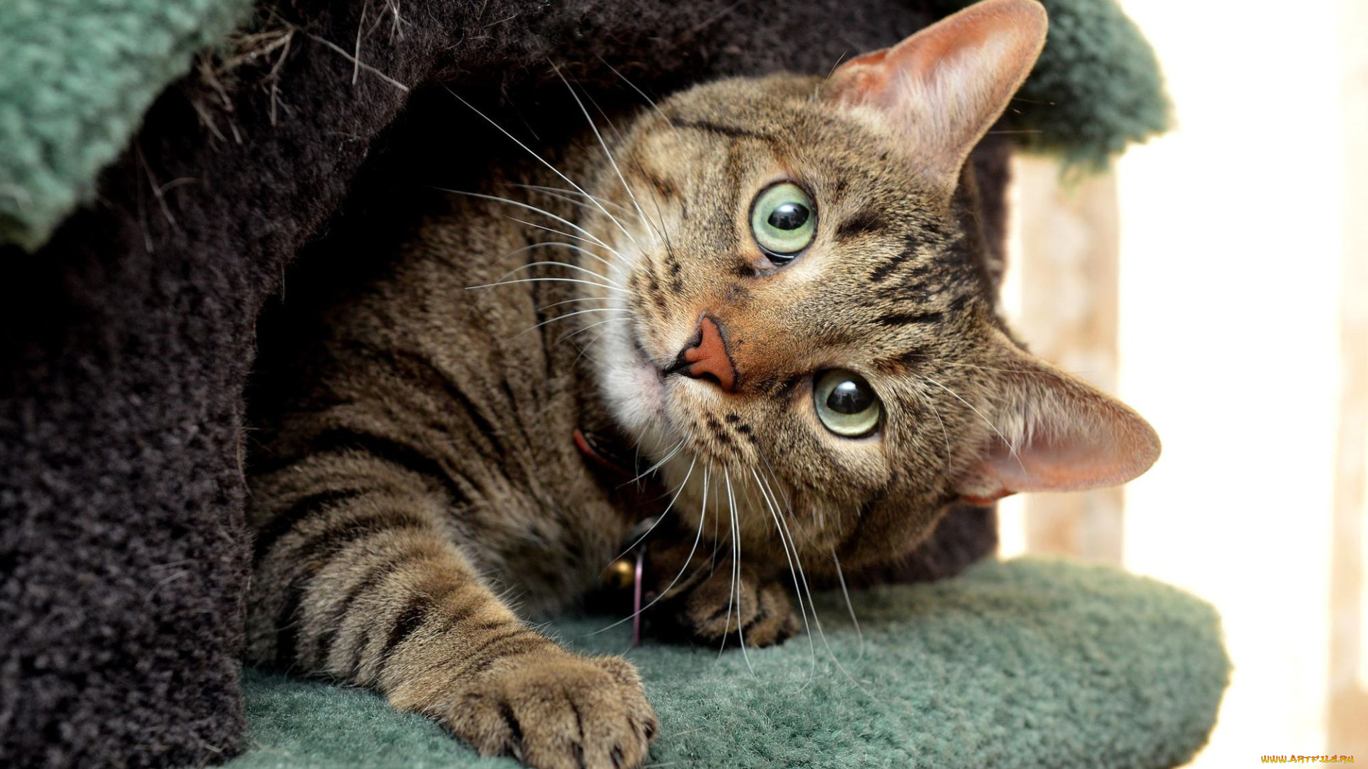 животные, коты, кошка, домик, серый, кошкин, дом, морда, вылез, кот