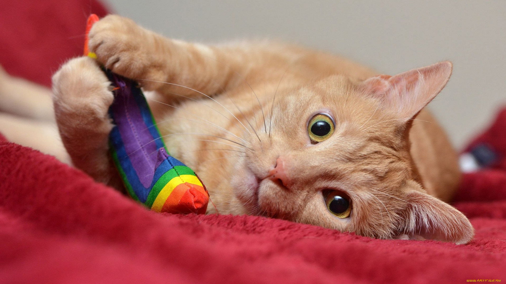 животные, коты, кошка, взгляд, игрушка, игра, рыжий, морда, ткань, кот