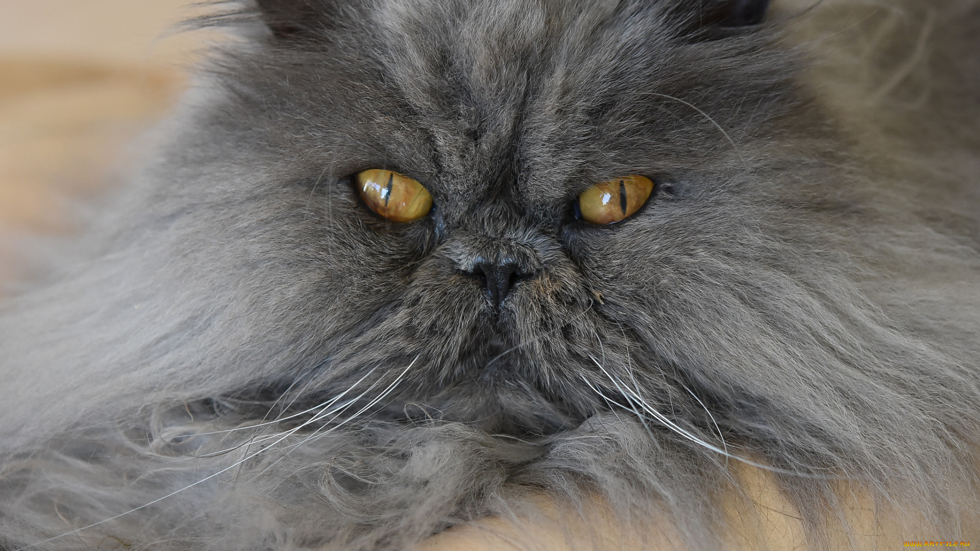 животные, коты, кот